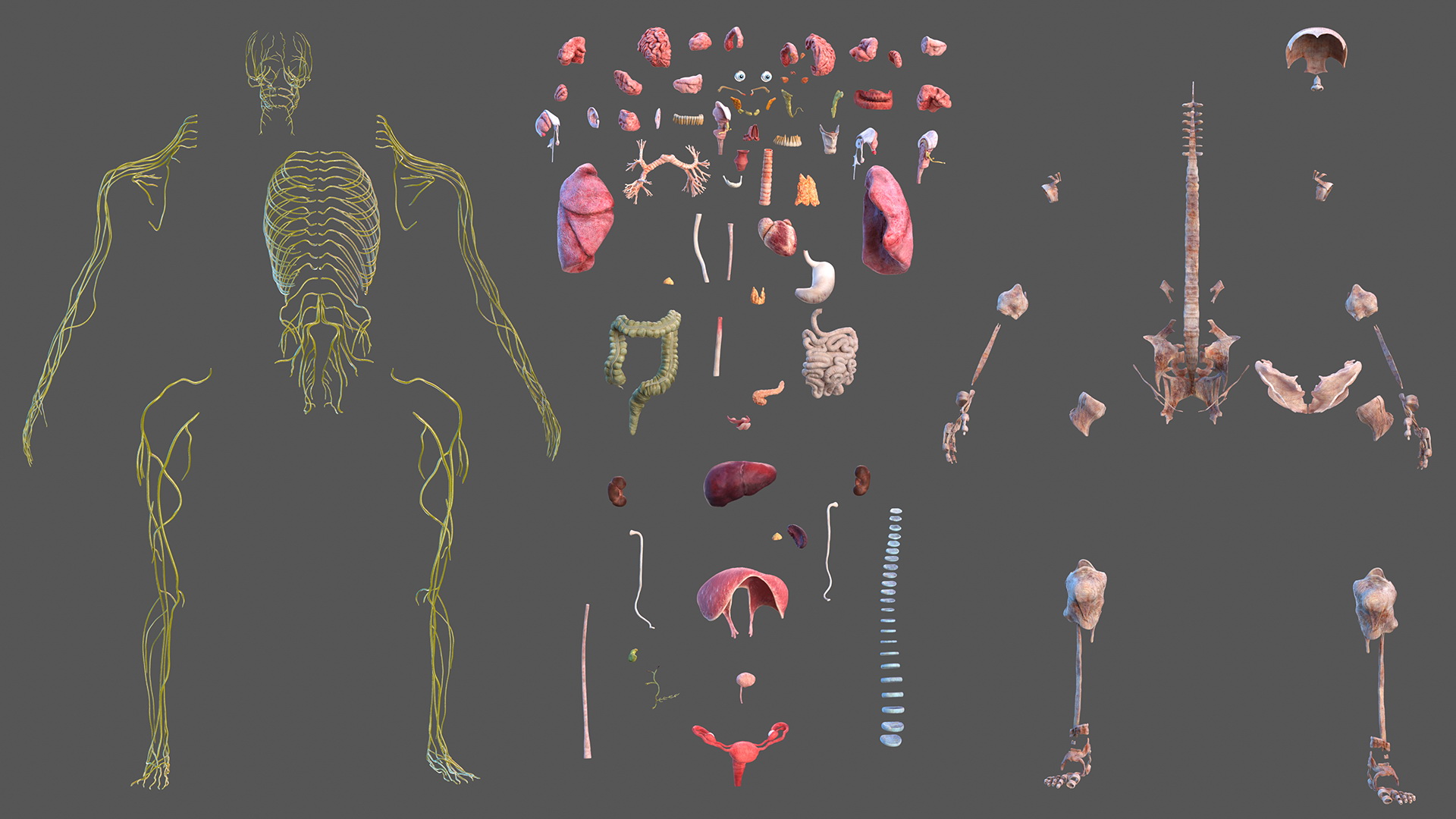 Complete Female Body Anatomy Fur 3D