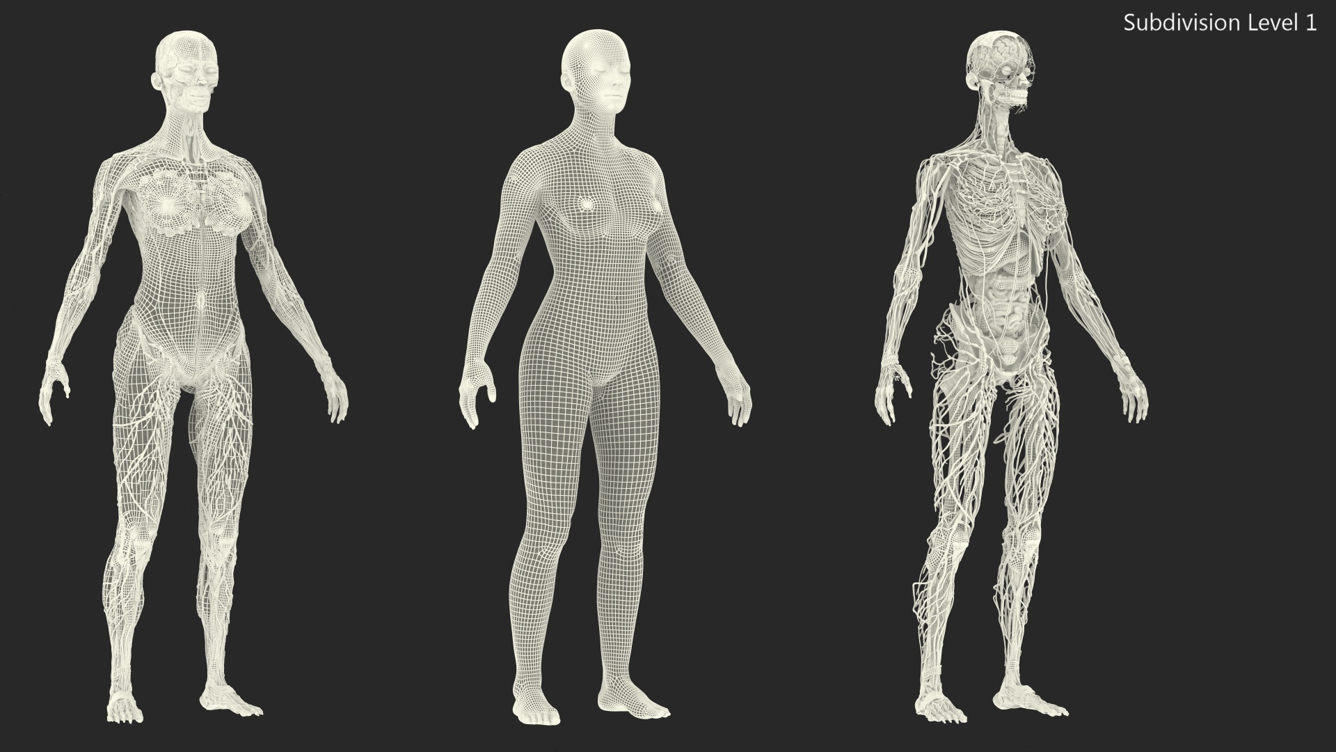 Complete Female Body Anatomy Fur 3D