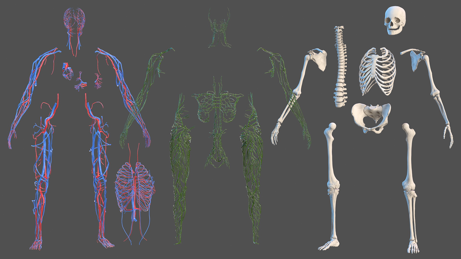 Complete Female Body Anatomy Fur 3D