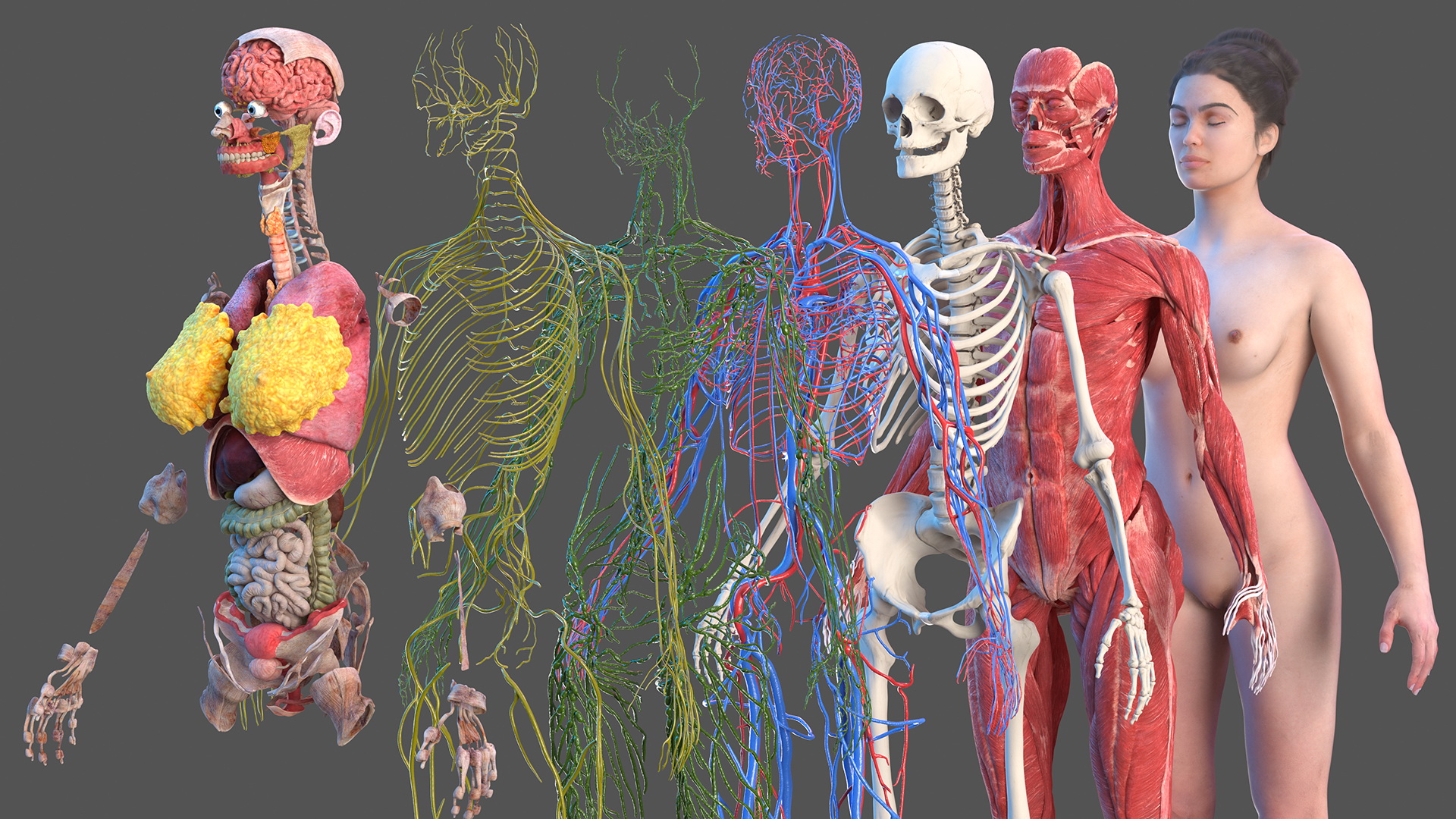 Complete Female Body Anatomy Fur 3D