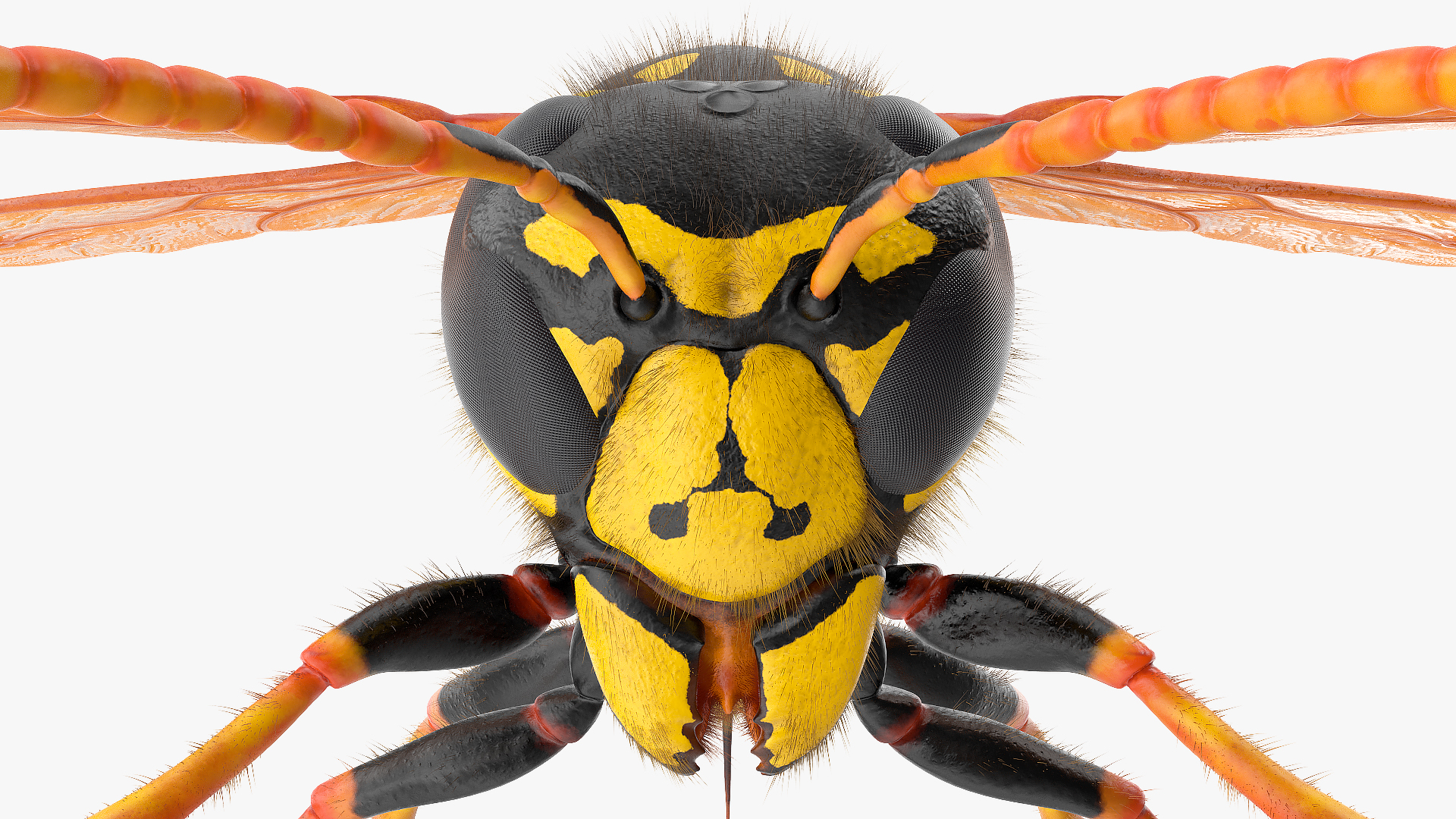 3D model Vespid Wasp Fur