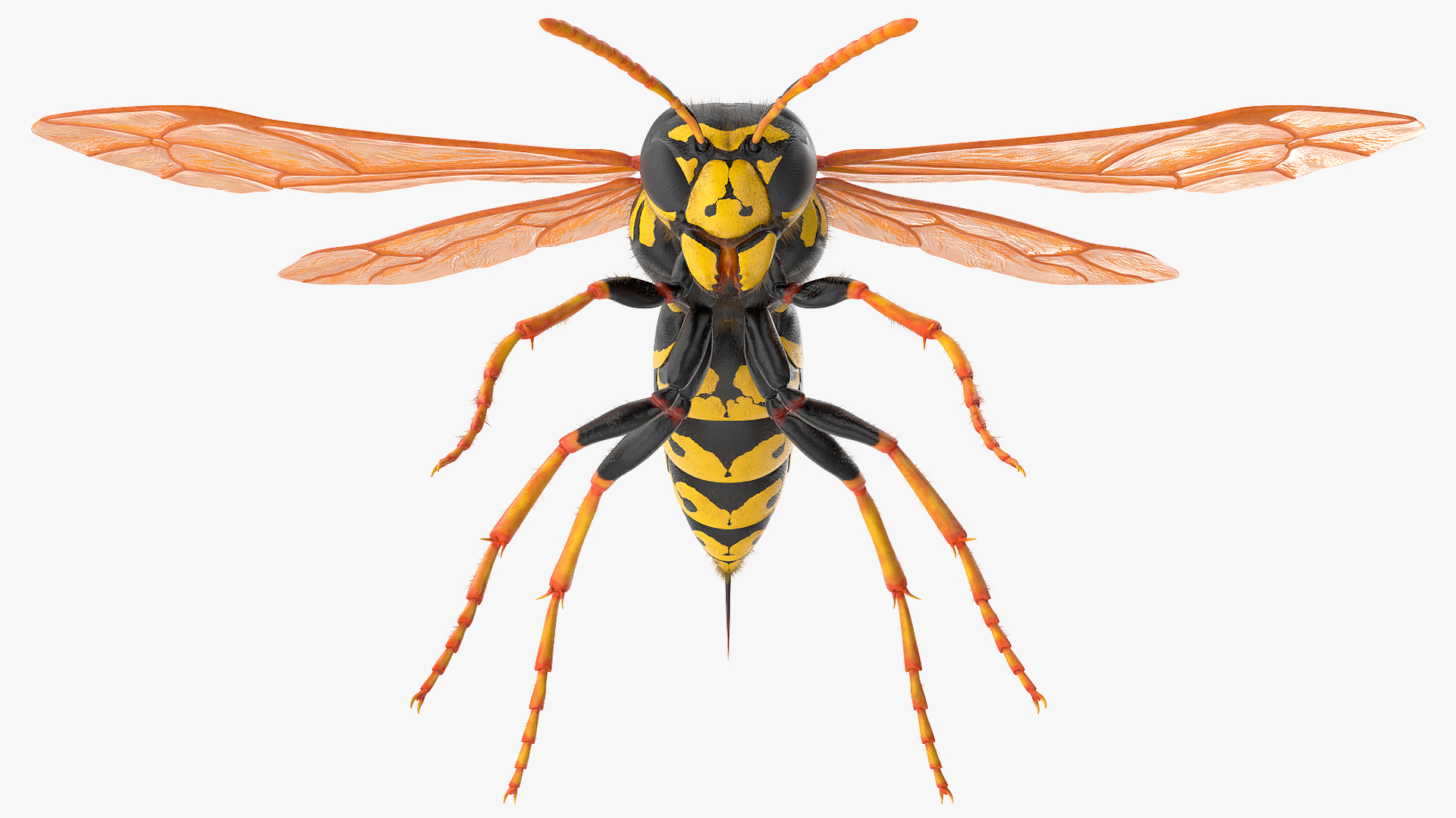 3D model Vespid Wasp Fur