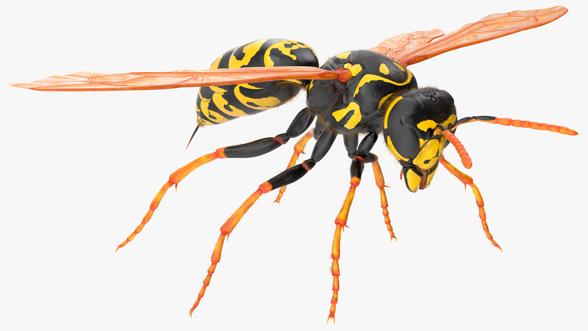 3D model Vespid Wasp Fur