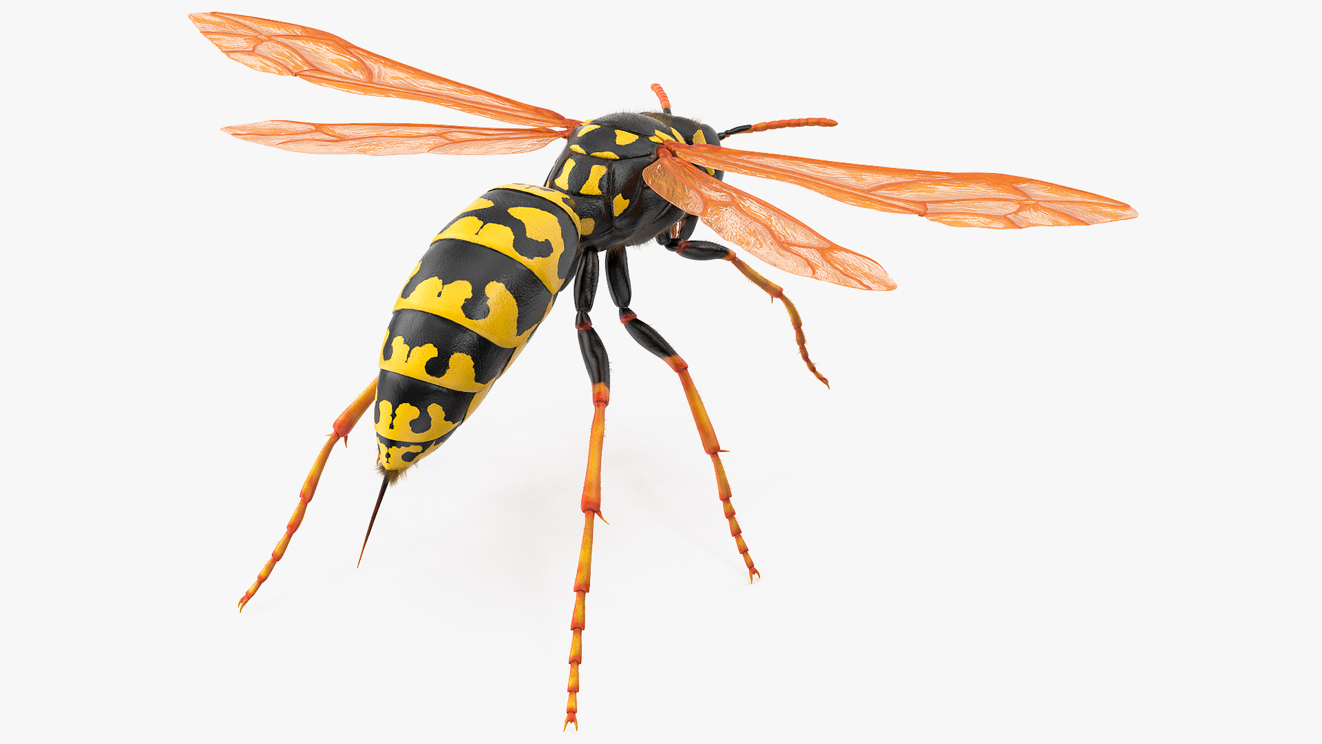 3D model Vespid Wasp Fur