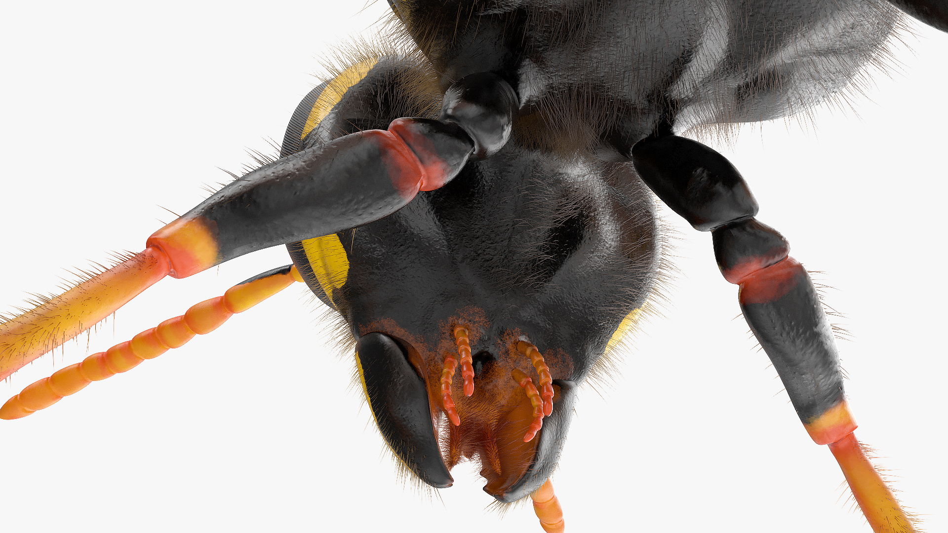 3D model Vespid Wasp Fur