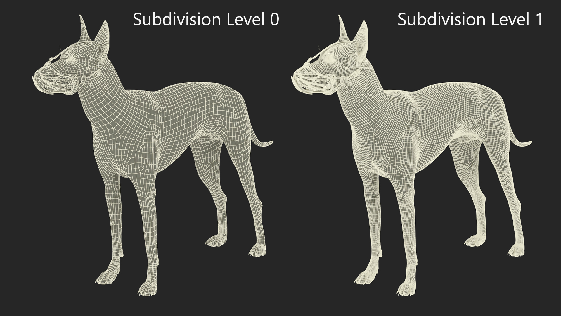 Xoloitzcuintli Rare Breed Mexican Dog with Muzzle 3D model