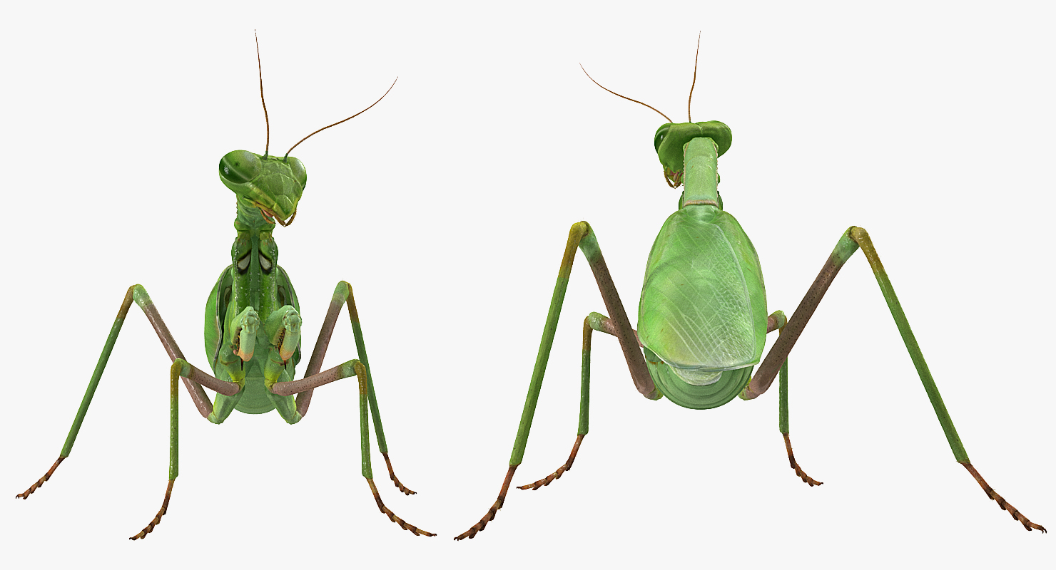 Mantis Religiosa Large Hemimetabolic Insect With Fur 3D