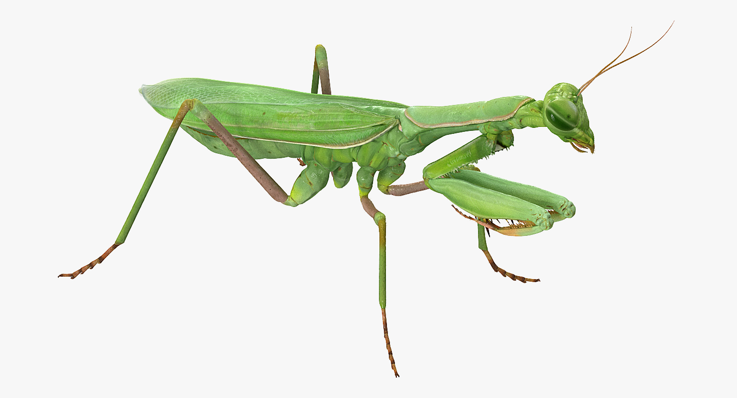 Mantis Religiosa Large Hemimetabolic Insect With Fur 3D