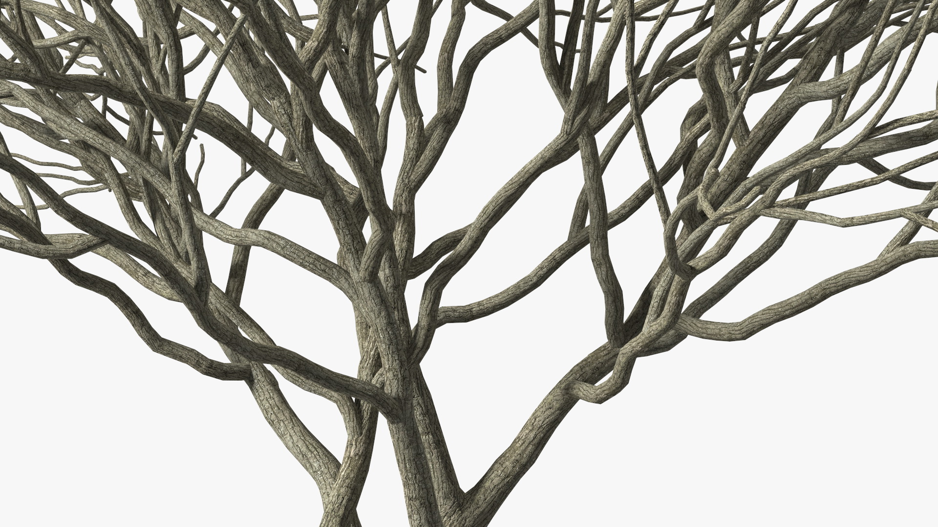 Plum Tree Bark 3D model