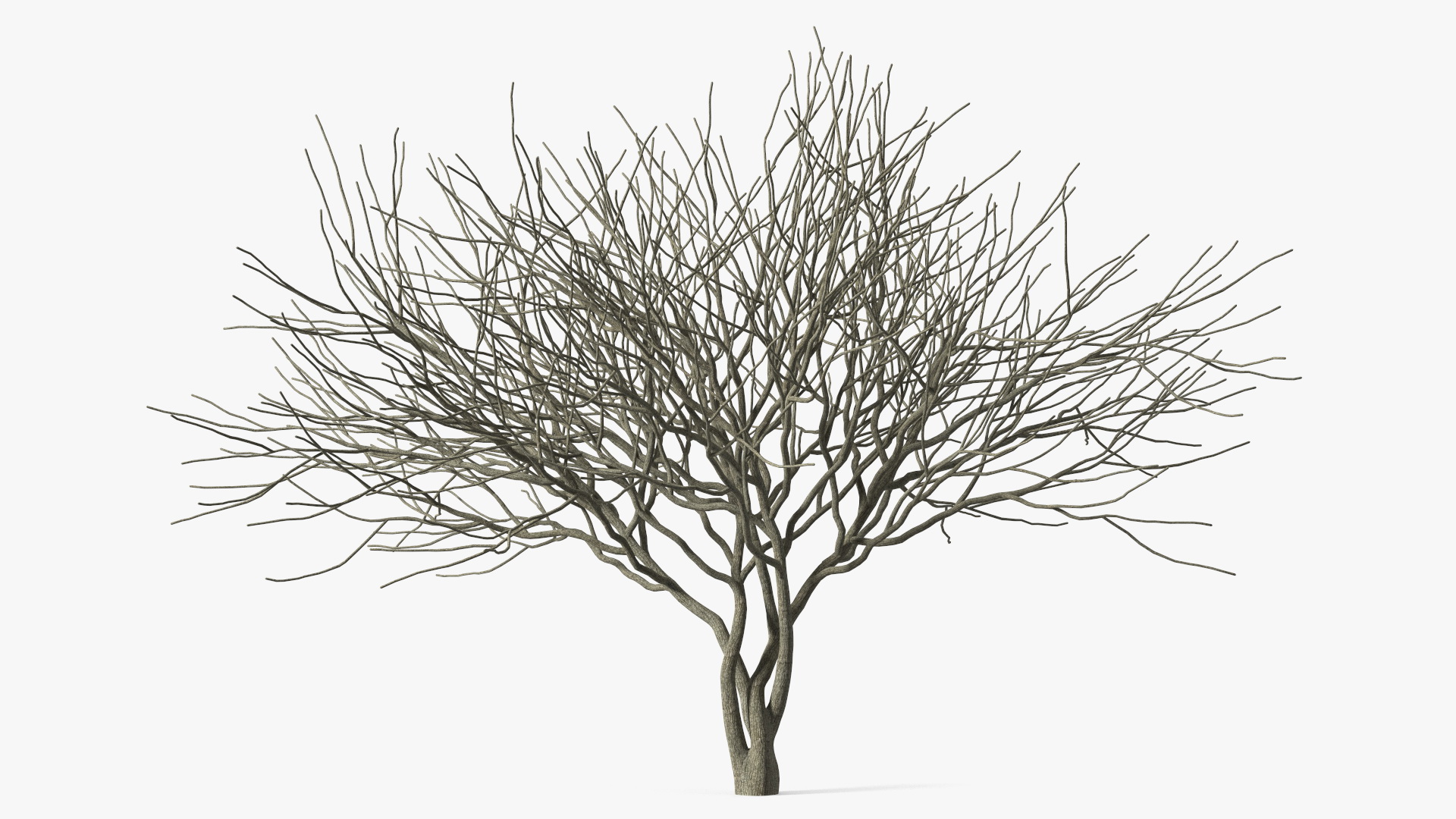 Plum Tree Bark 3D model