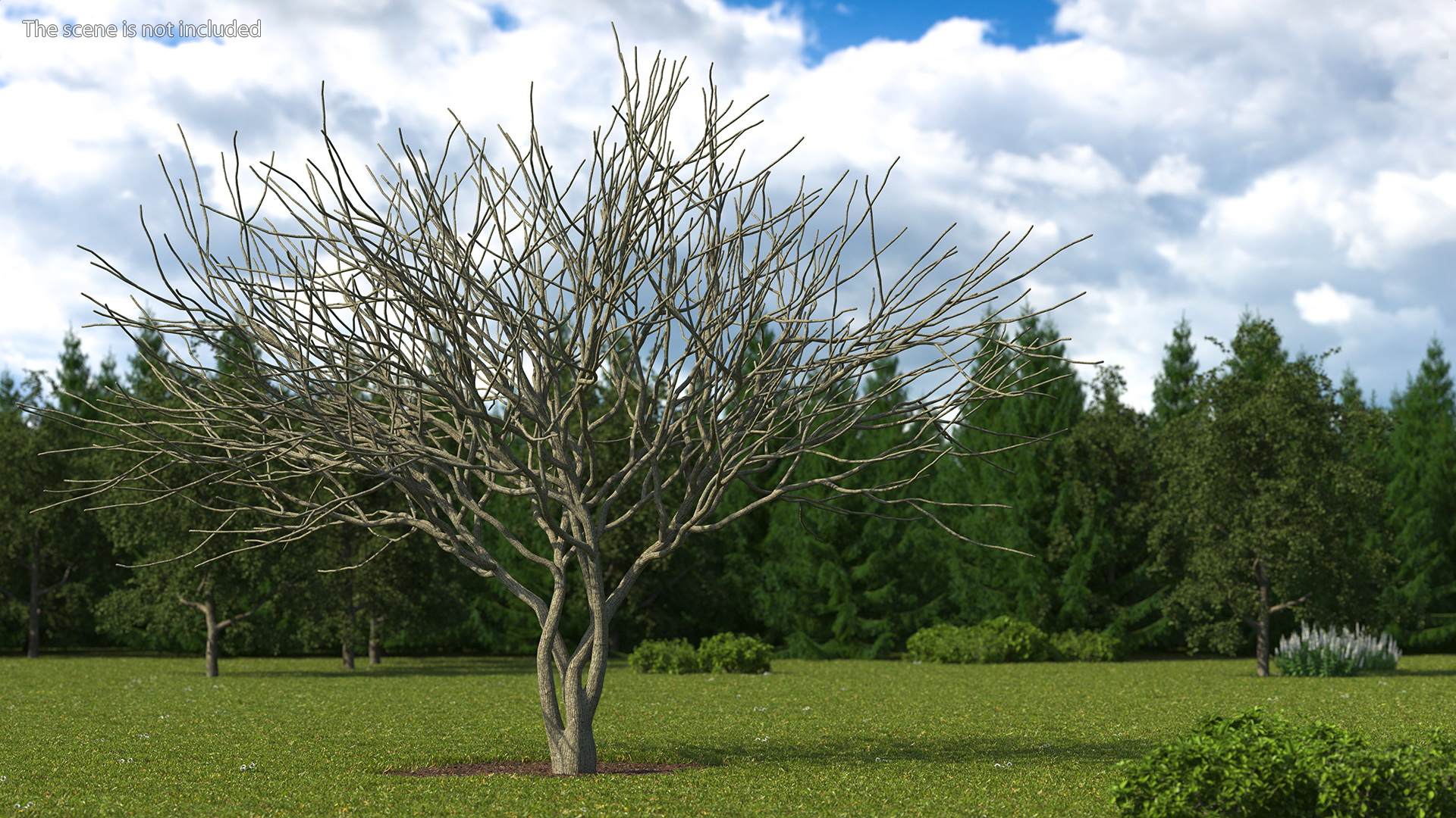 Plum Tree Bark 3D model