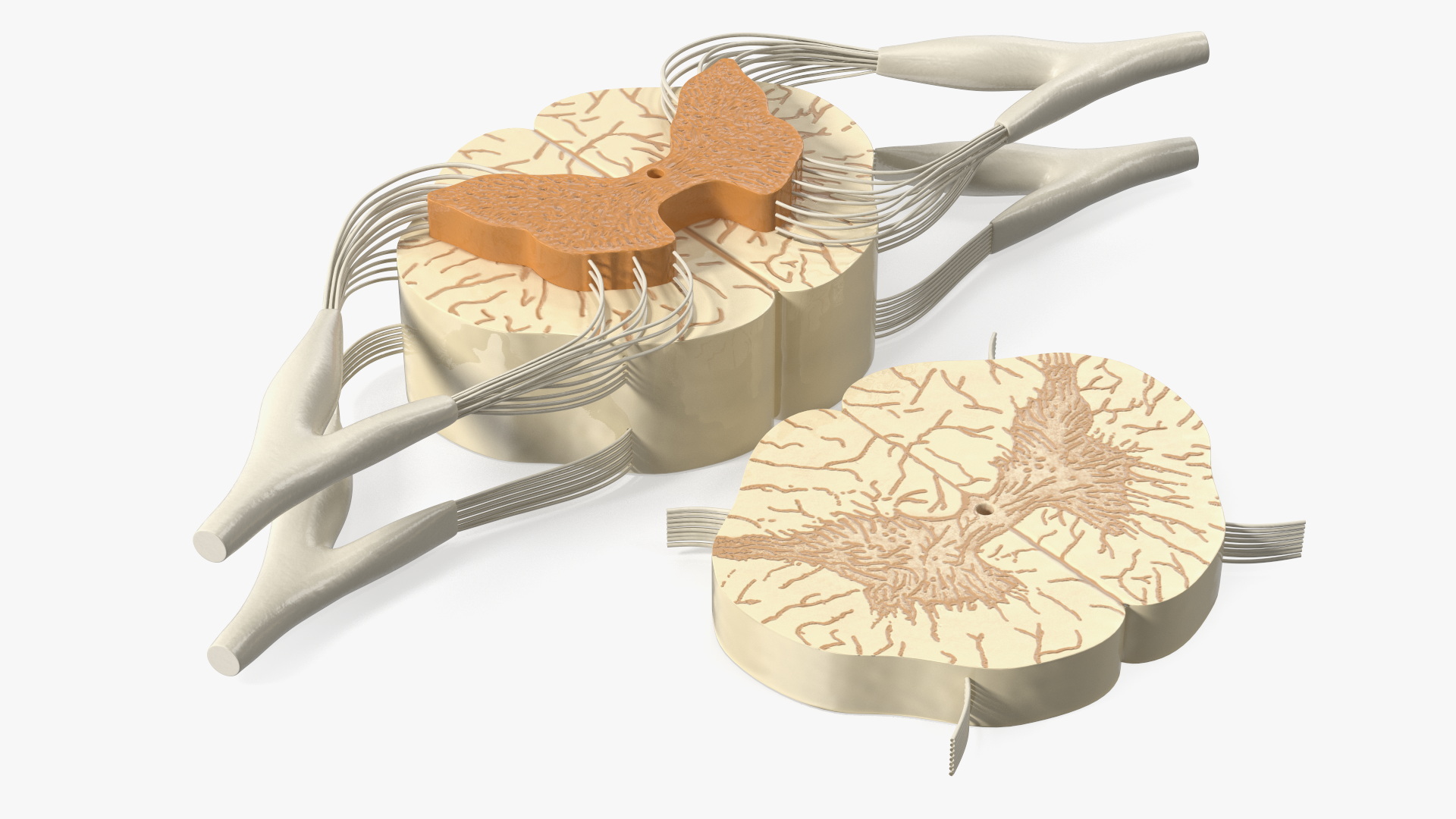 3D model Gross Anatomy of Spinal Nerves