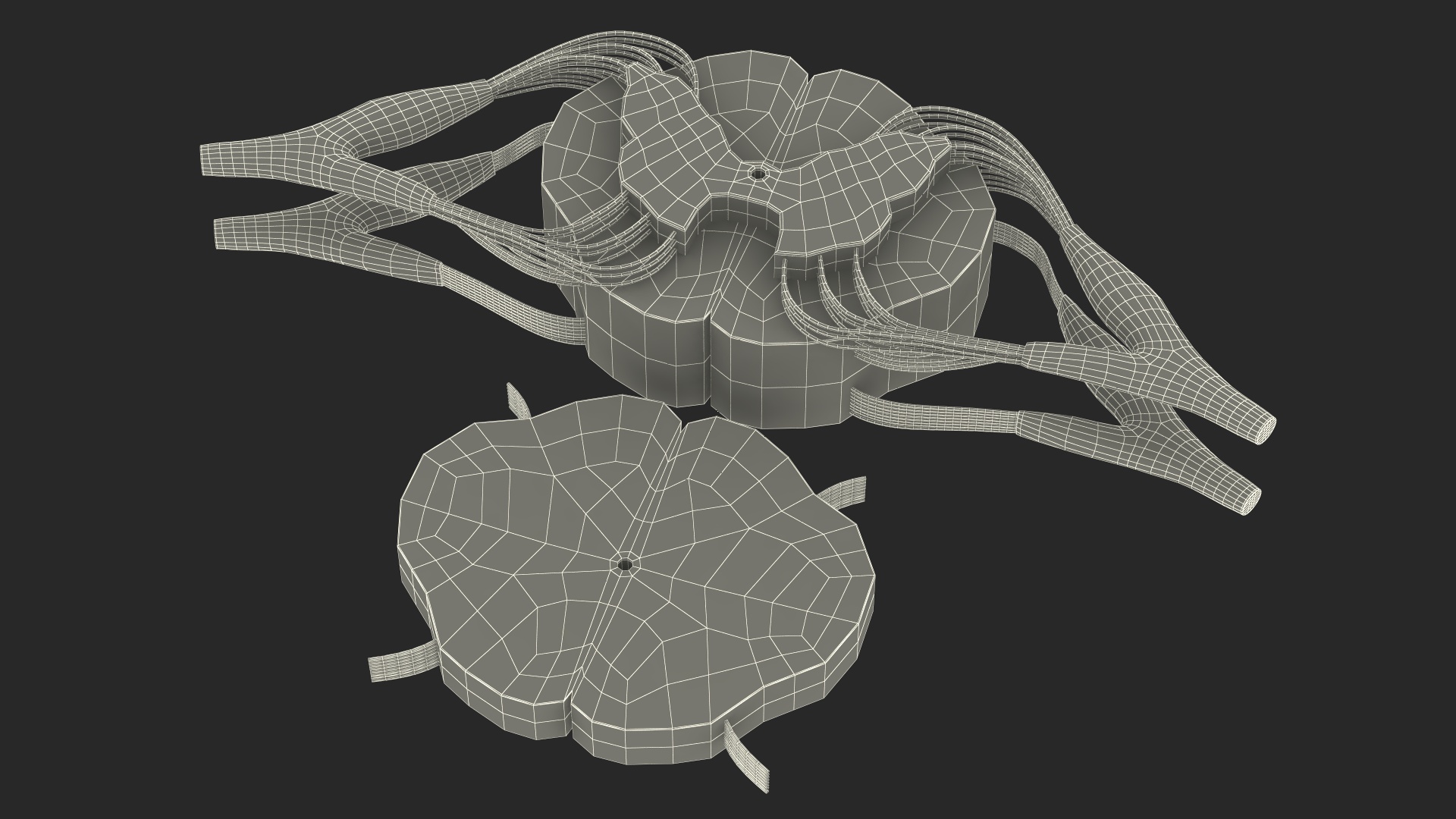 3D model Gross Anatomy of Spinal Nerves