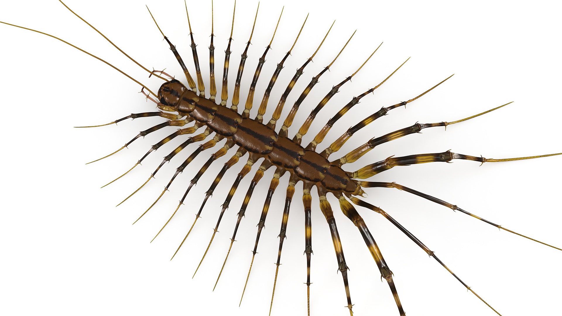 3D Scutigera Coleoptrata