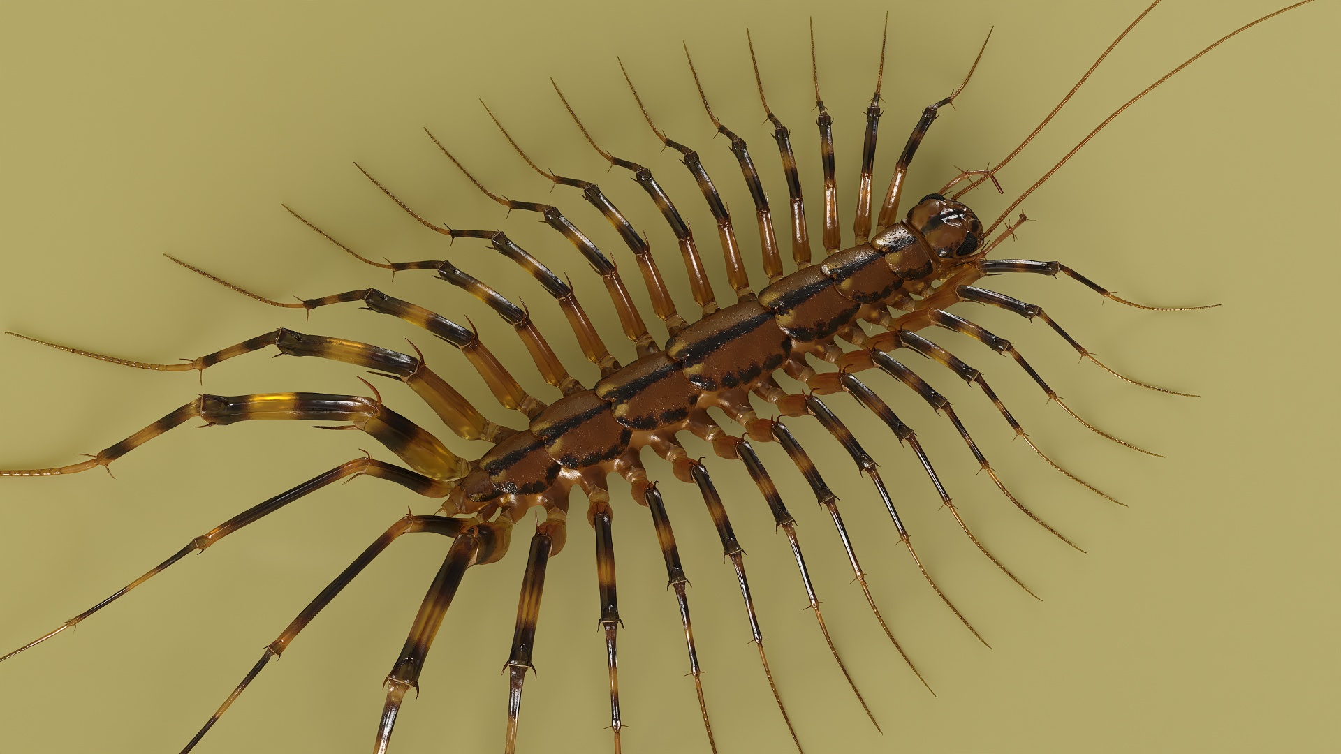 3D Scutigera Coleoptrata