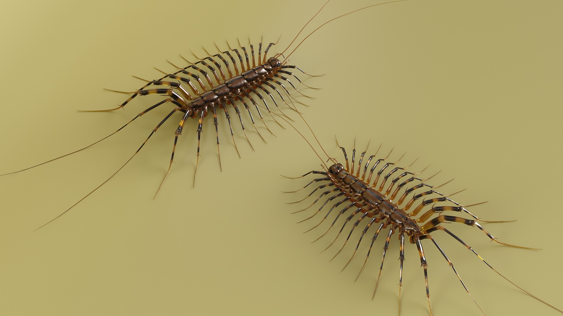 3D Scutigera Coleoptrata