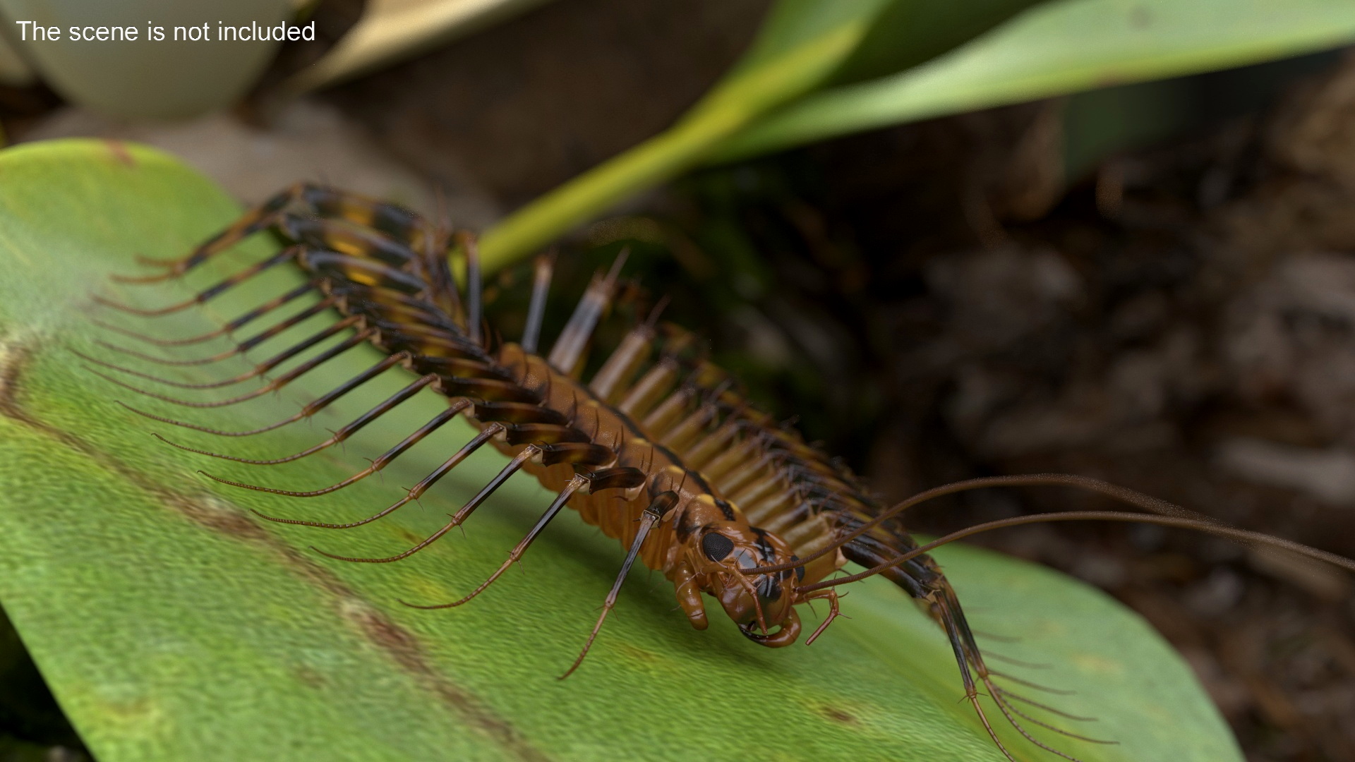 3D Scutigera Coleoptrata