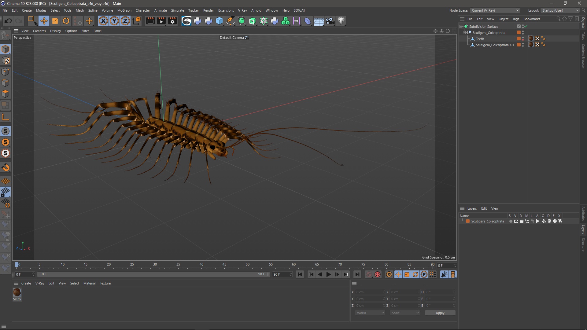 3D Scutigera Coleoptrata