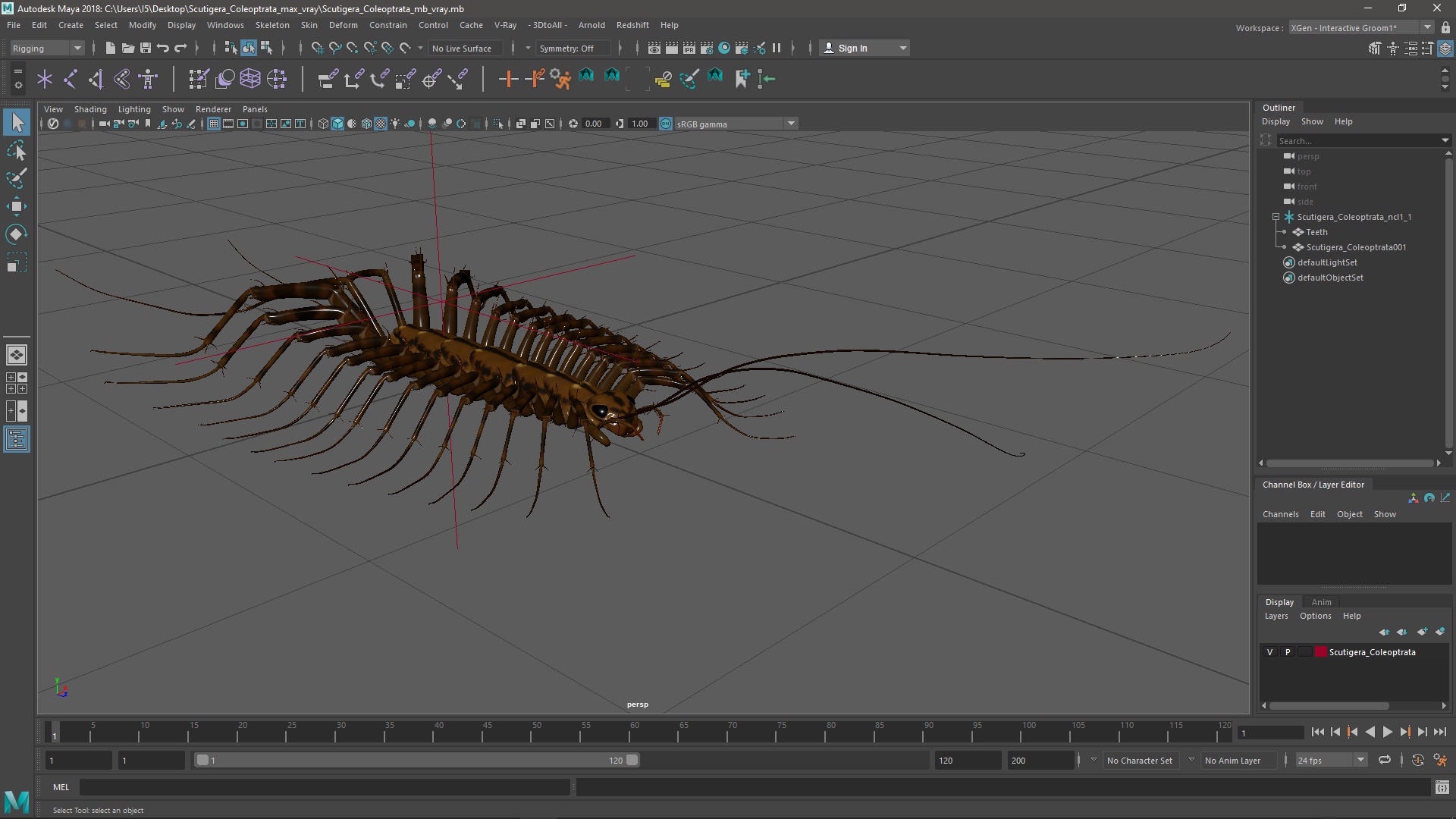 3D Scutigera Coleoptrata