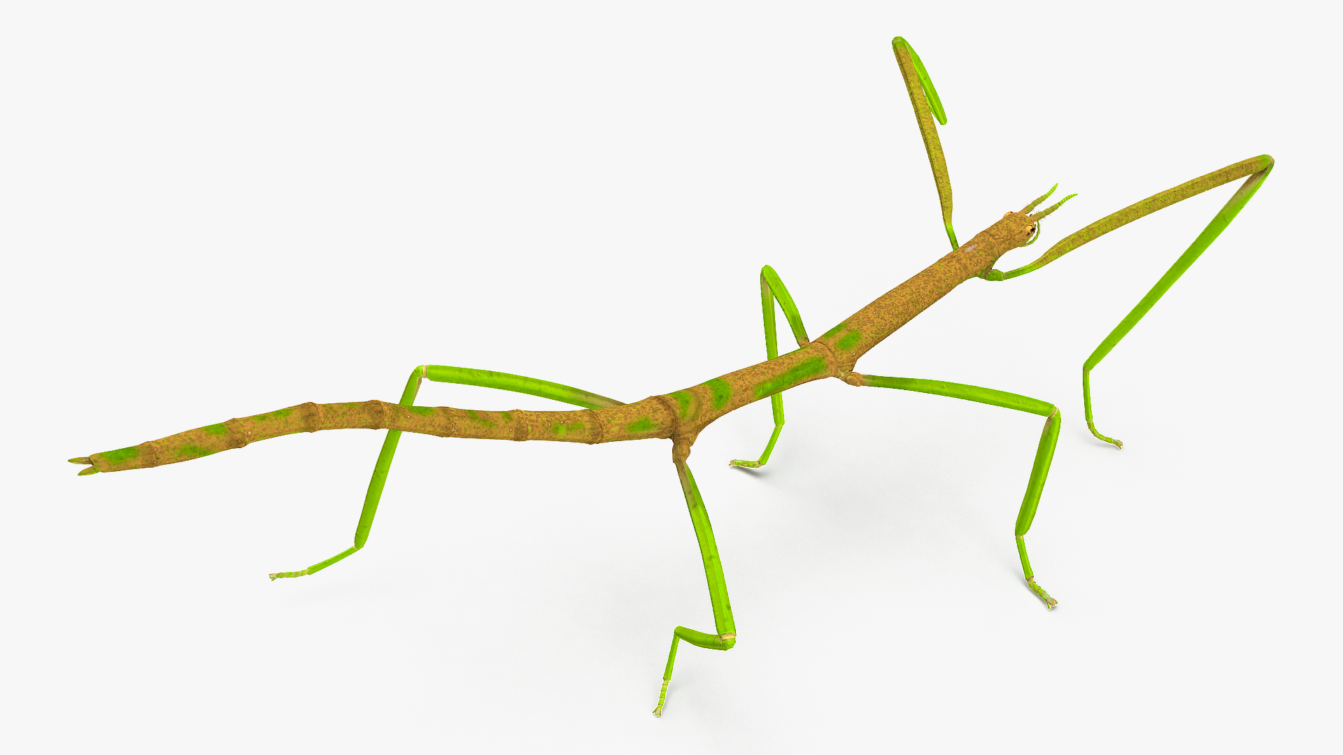 Phasmatodea Stick Insect Walking 3D