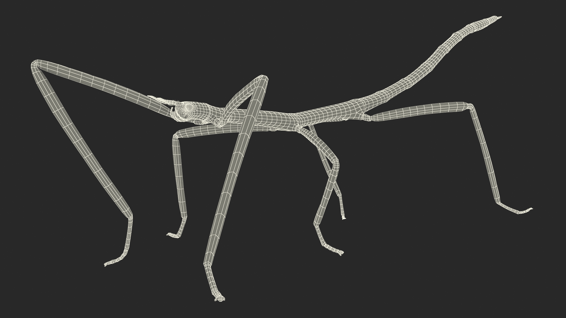 Phasmatodea Stick Insect Walking 3D