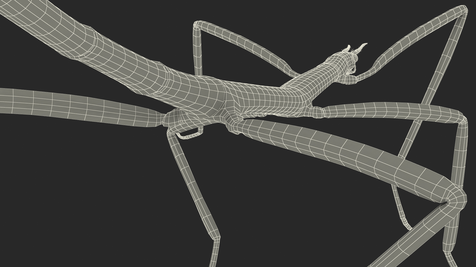 Phasmatodea Stick Insect Walking 3D