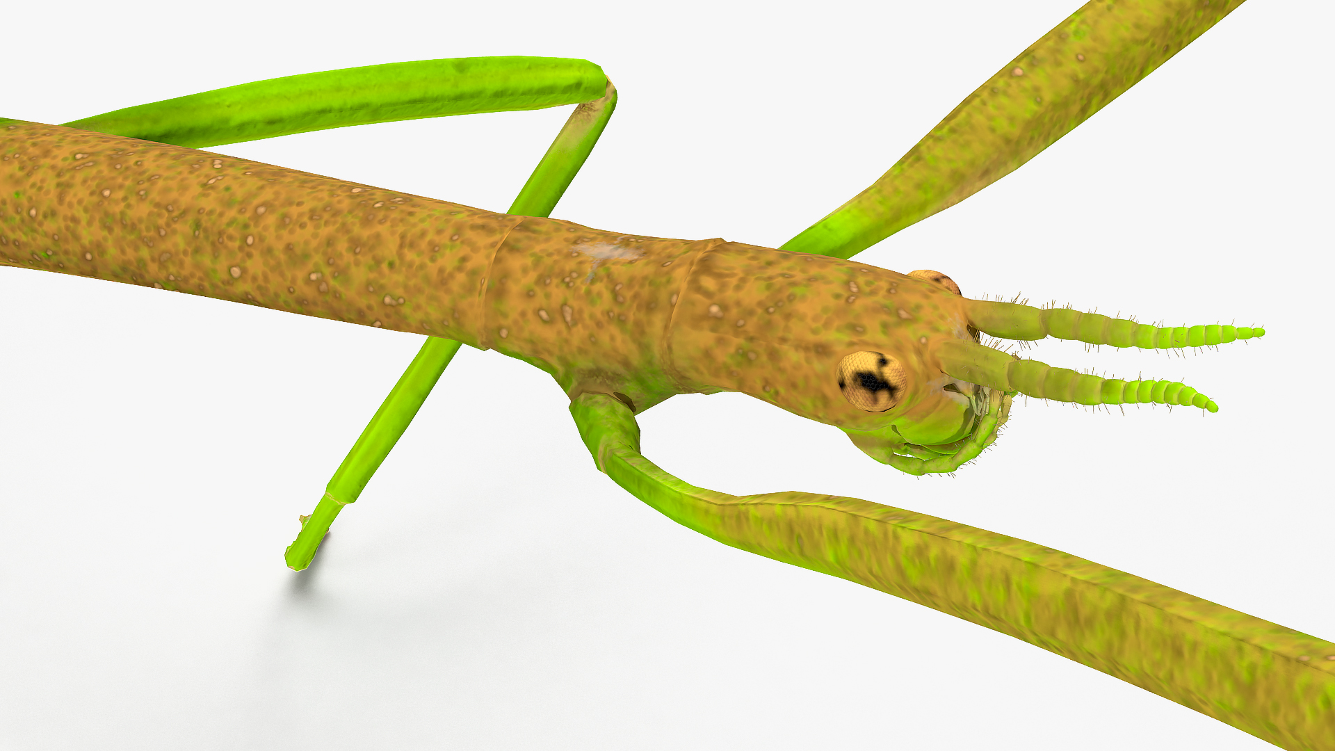 Phasmatodea Stick Insect Walking 3D