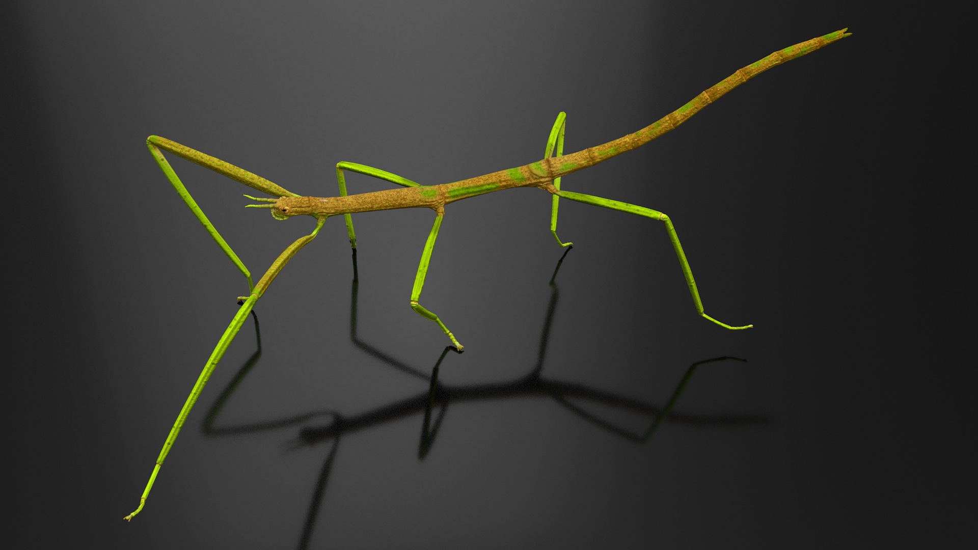 Phasmatodea Stick Insect Walking 3D