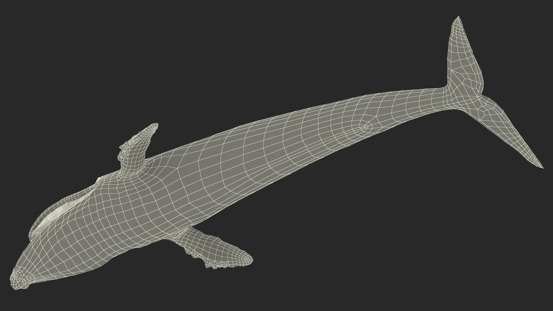 Baleen Whale Balaenoptera Musculus Old Fur 3D