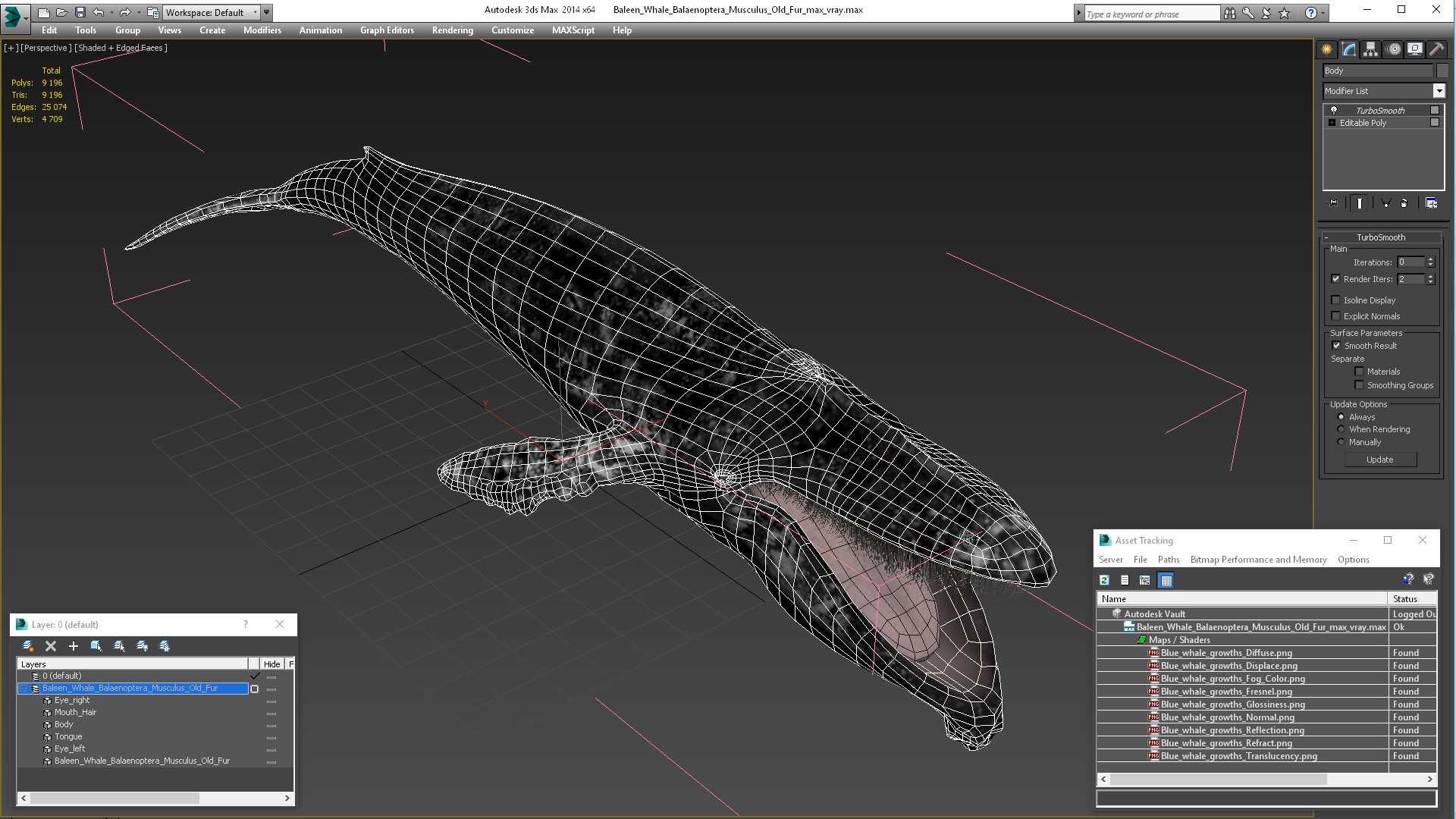 Baleen Whale Balaenoptera Musculus Old Fur 3D