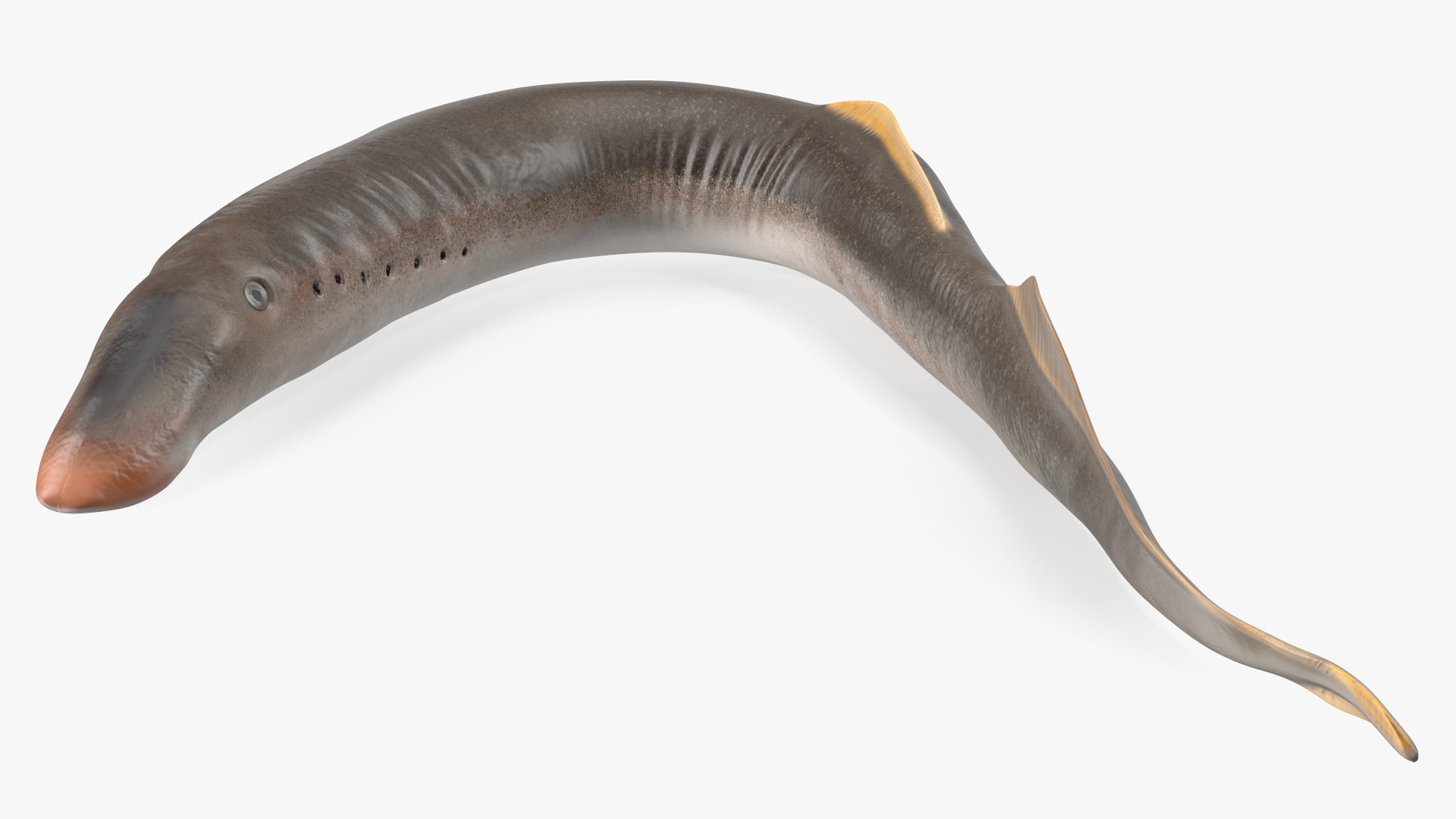 Lamprey Bent Pose 3D