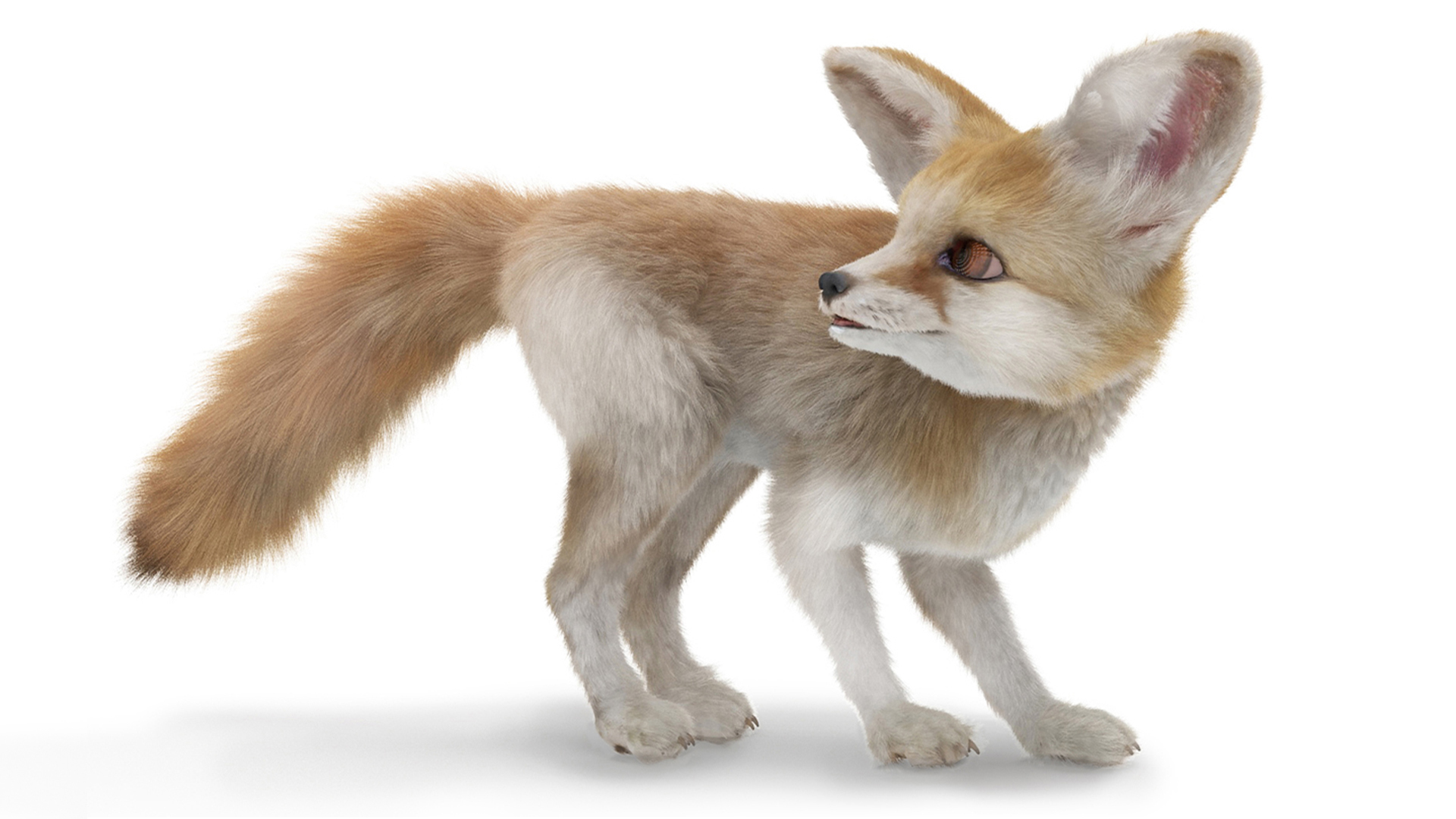 3D Desert Fox Fennec Fur Rigged model