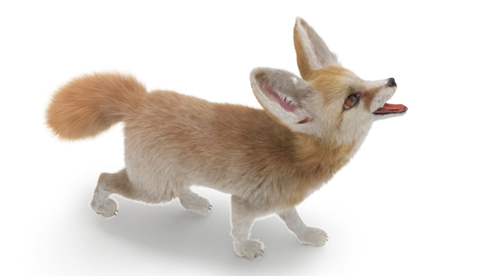 3D Desert Fox Fennec Fur Rigged model