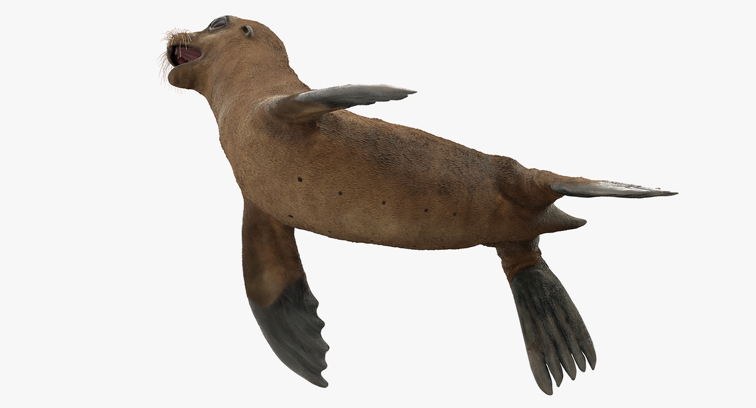 3D model Baby Sea Lion T-Pose