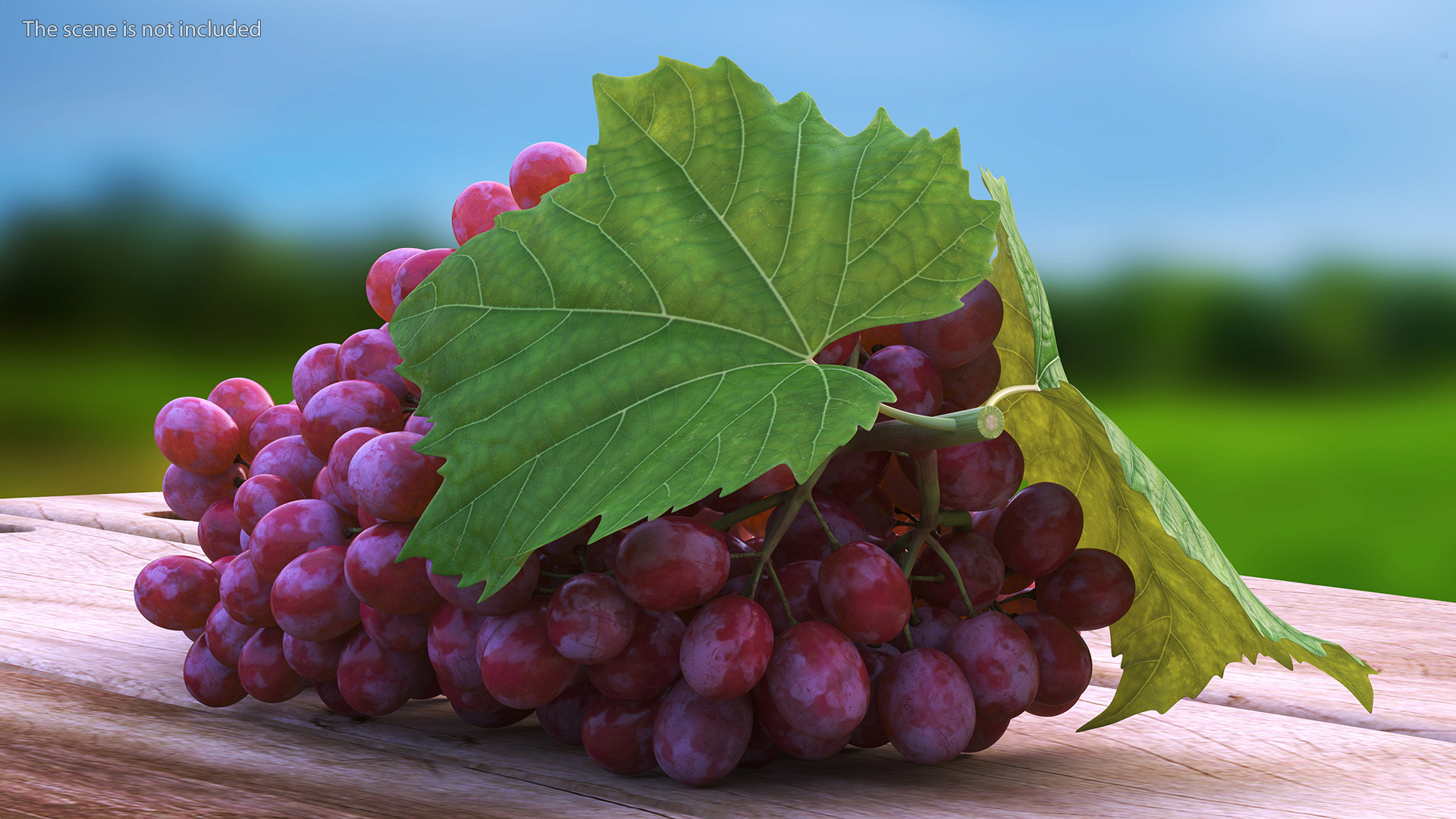 3D Sultana Red Grape Cluster Lying