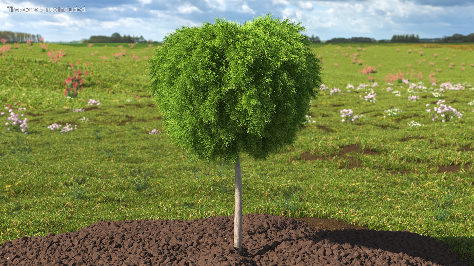 Acacia Cognata Tree 3D model