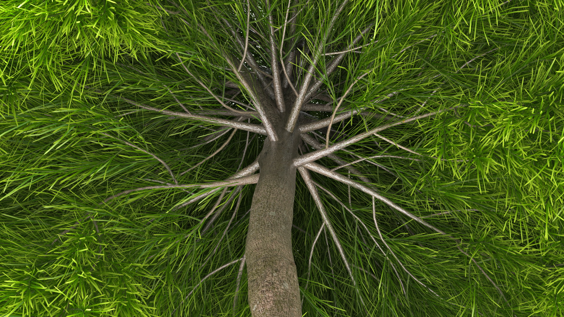 Acacia Cognata Tree 3D model