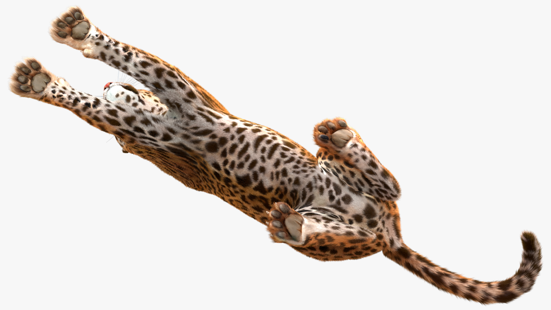 3D Jaguar Lying Down Fur