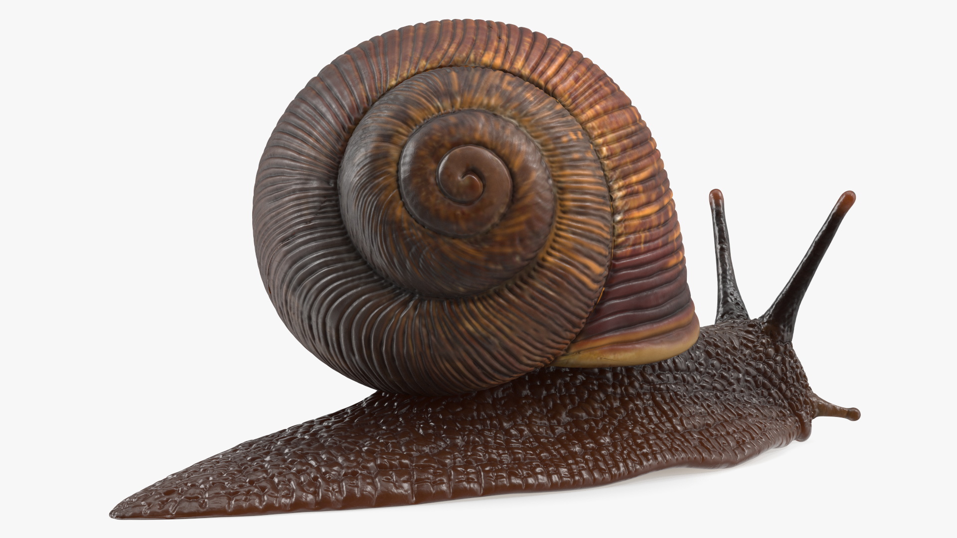 3D Garden Snail Dark Color model