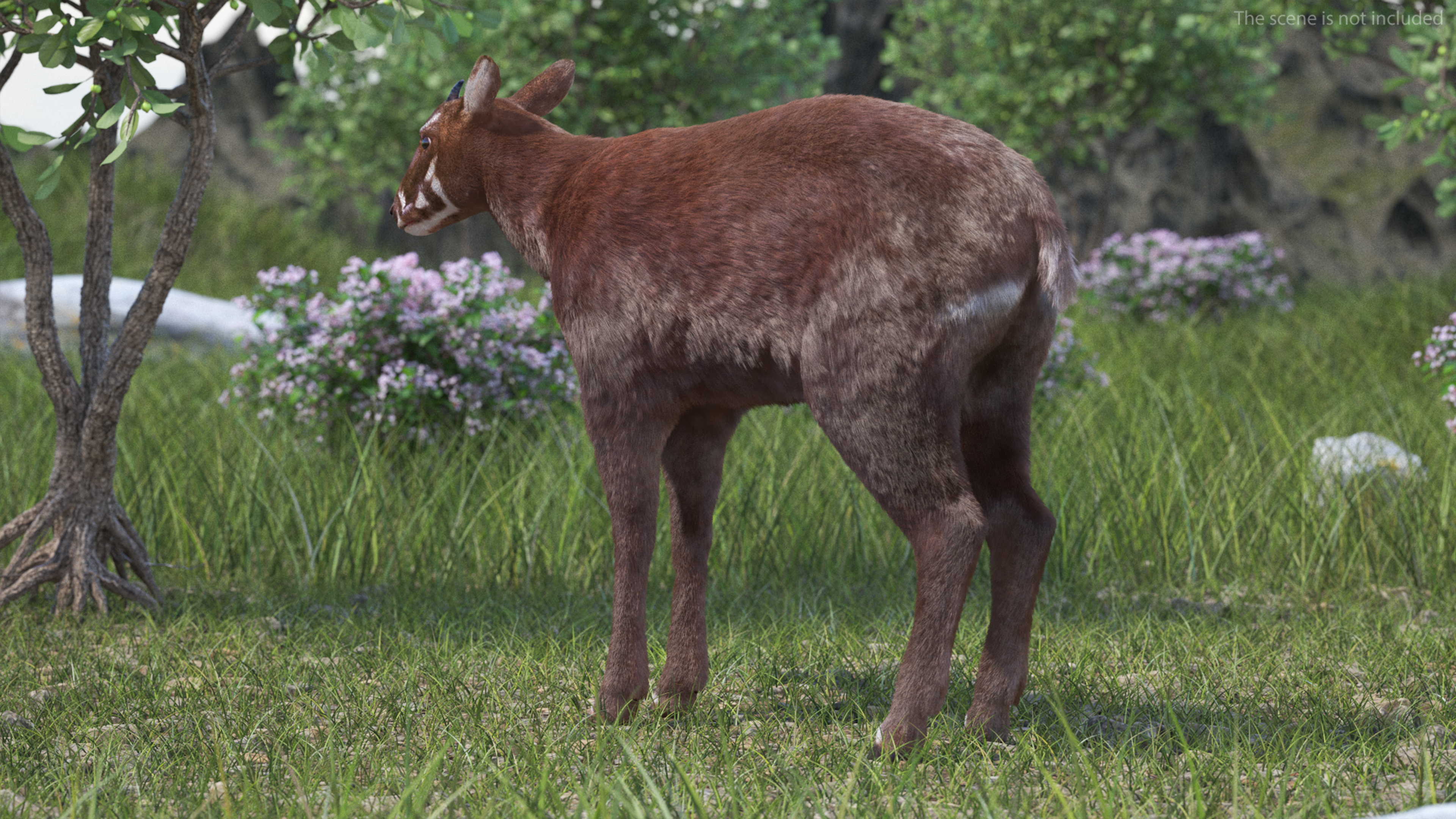 Saola Fur 3D model