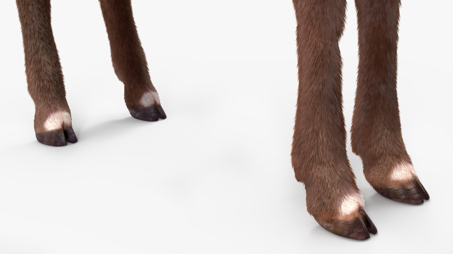 Saola Fur 3D model