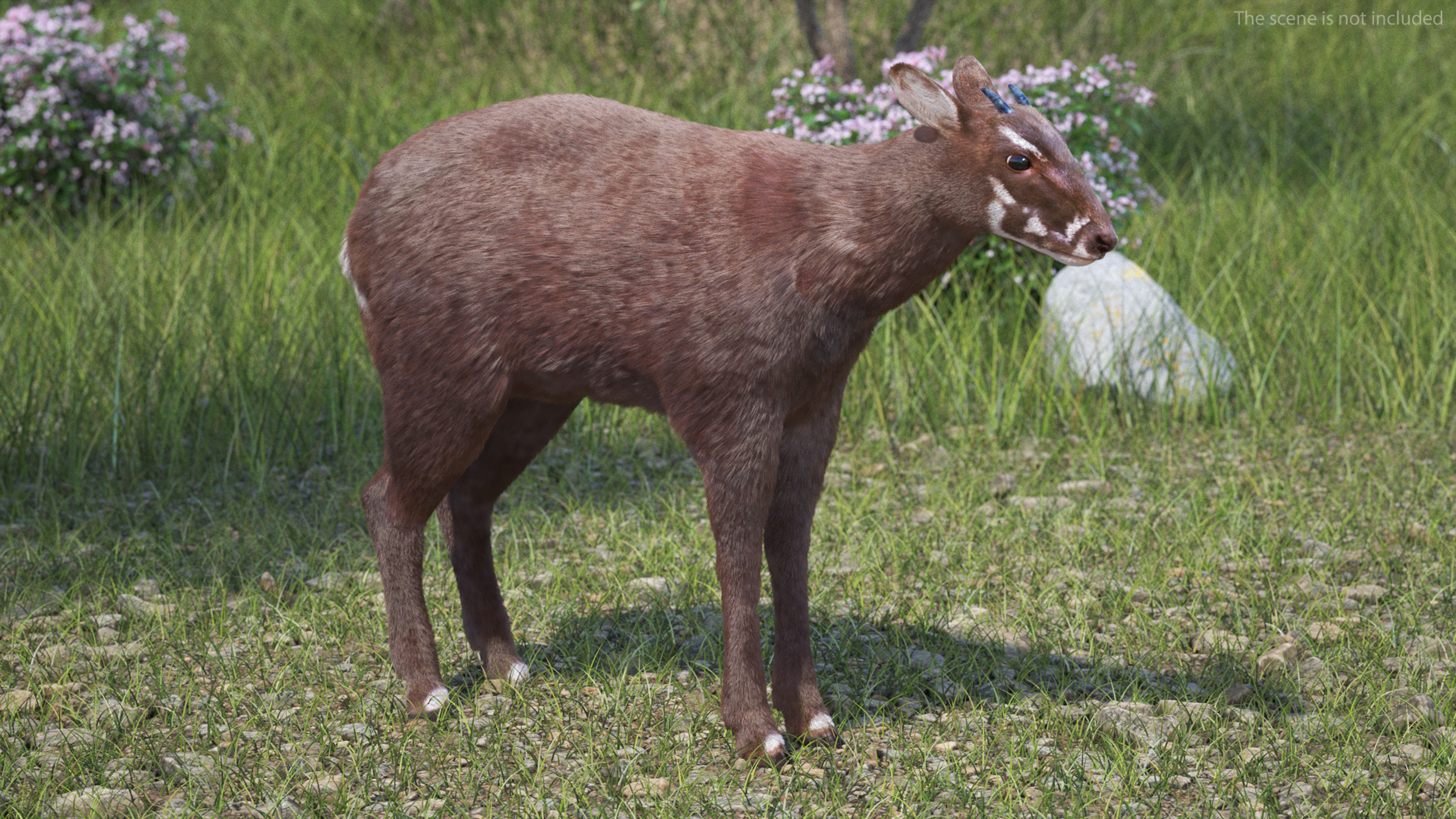 Saola Fur 3D model