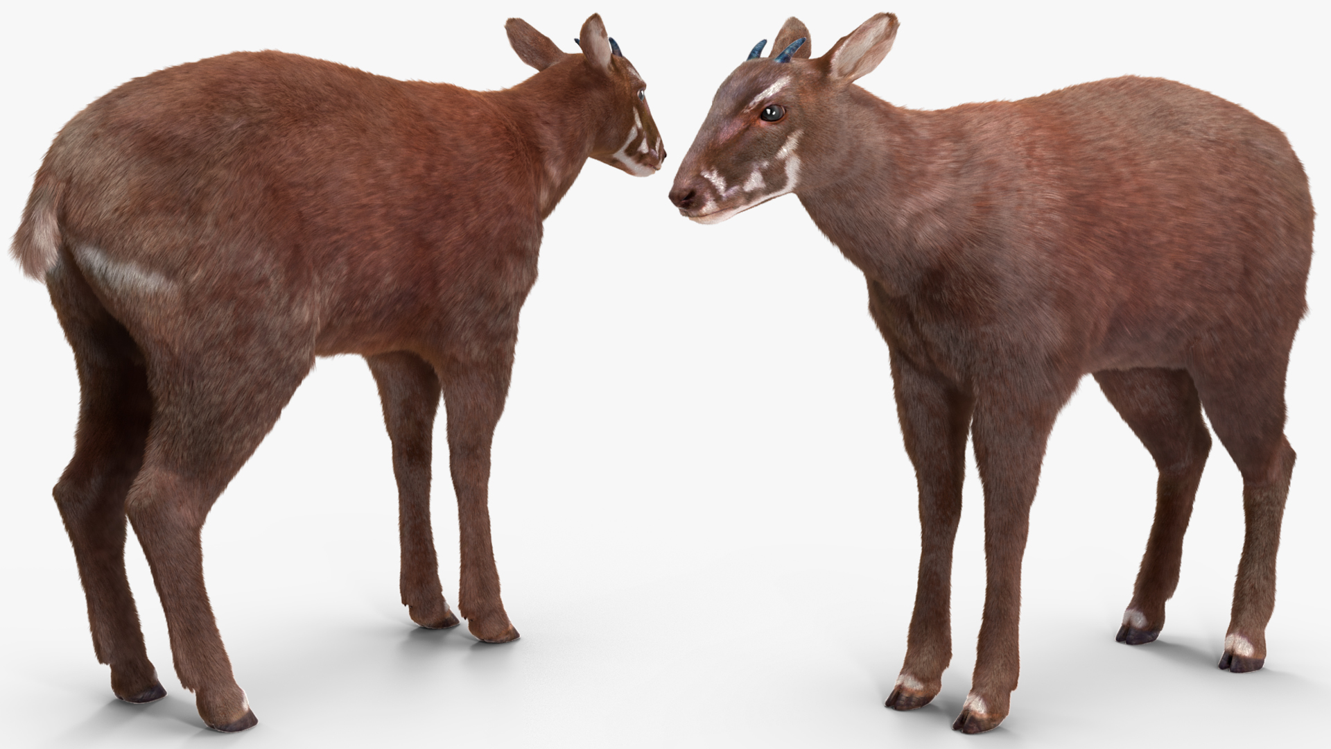 Saola Fur 3D model