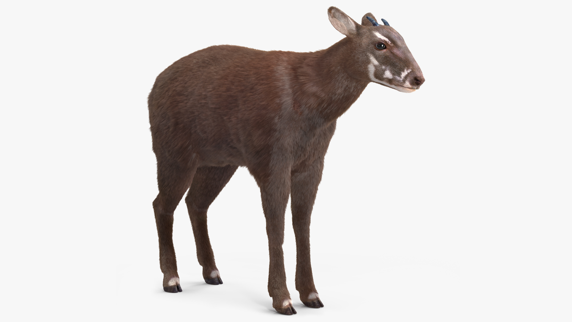 Saola Fur 3D model