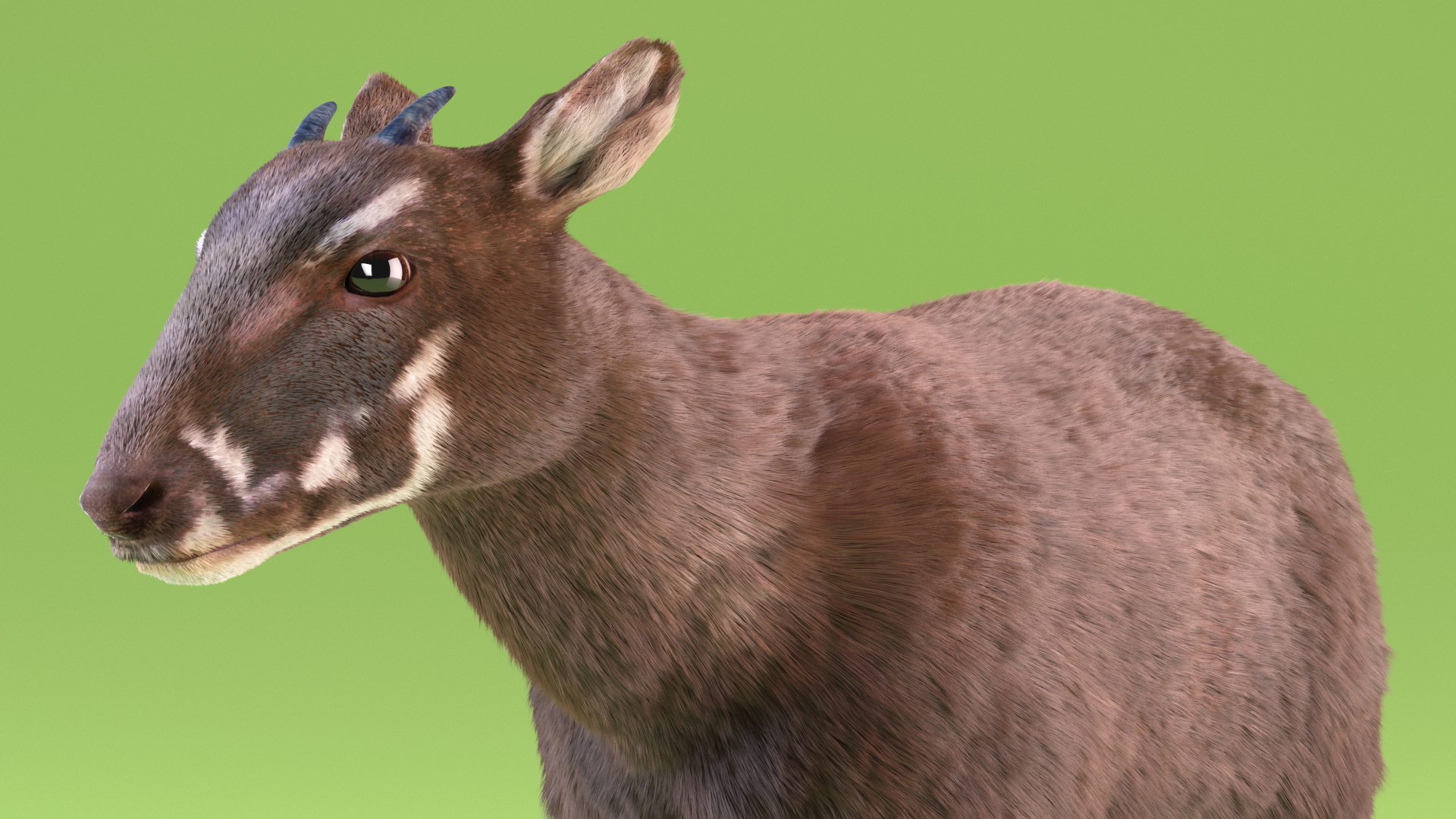 Saola Fur 3D model