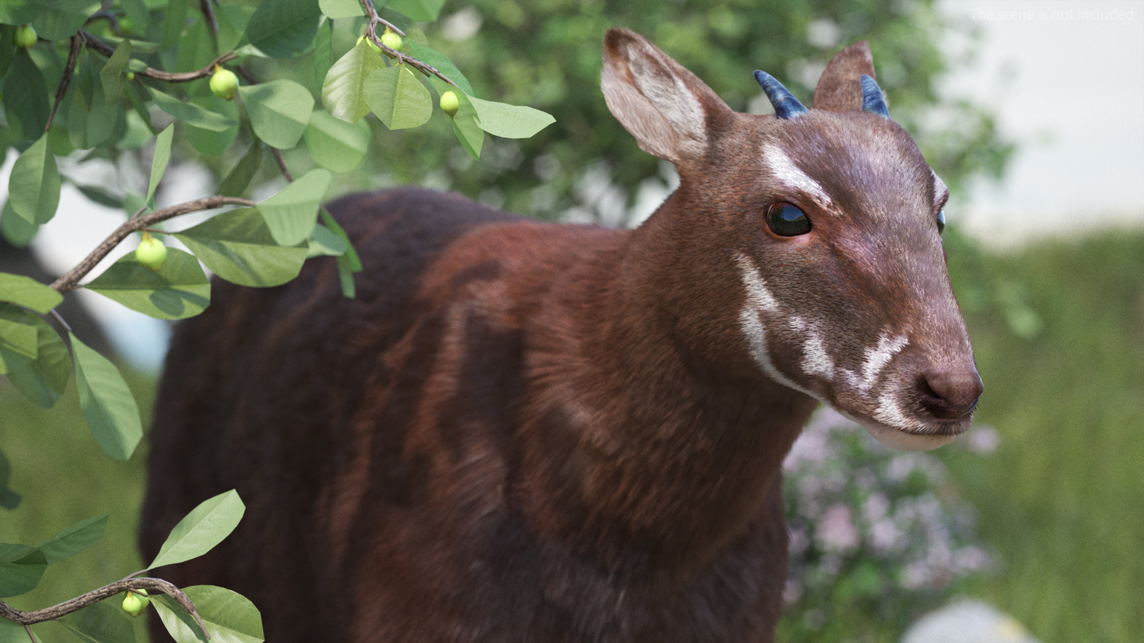 Saola Fur 3D model