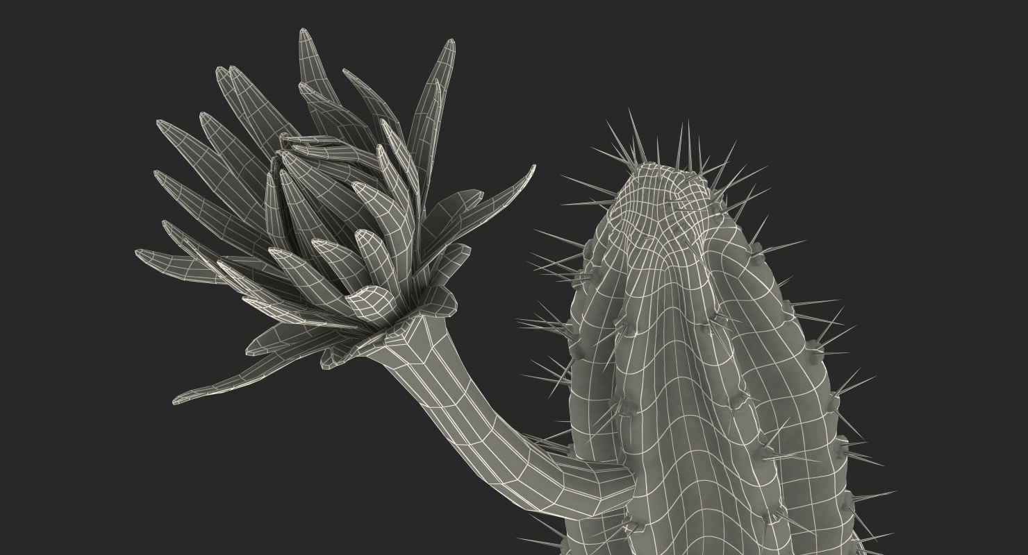 Cereus Blooming Cactus 3D