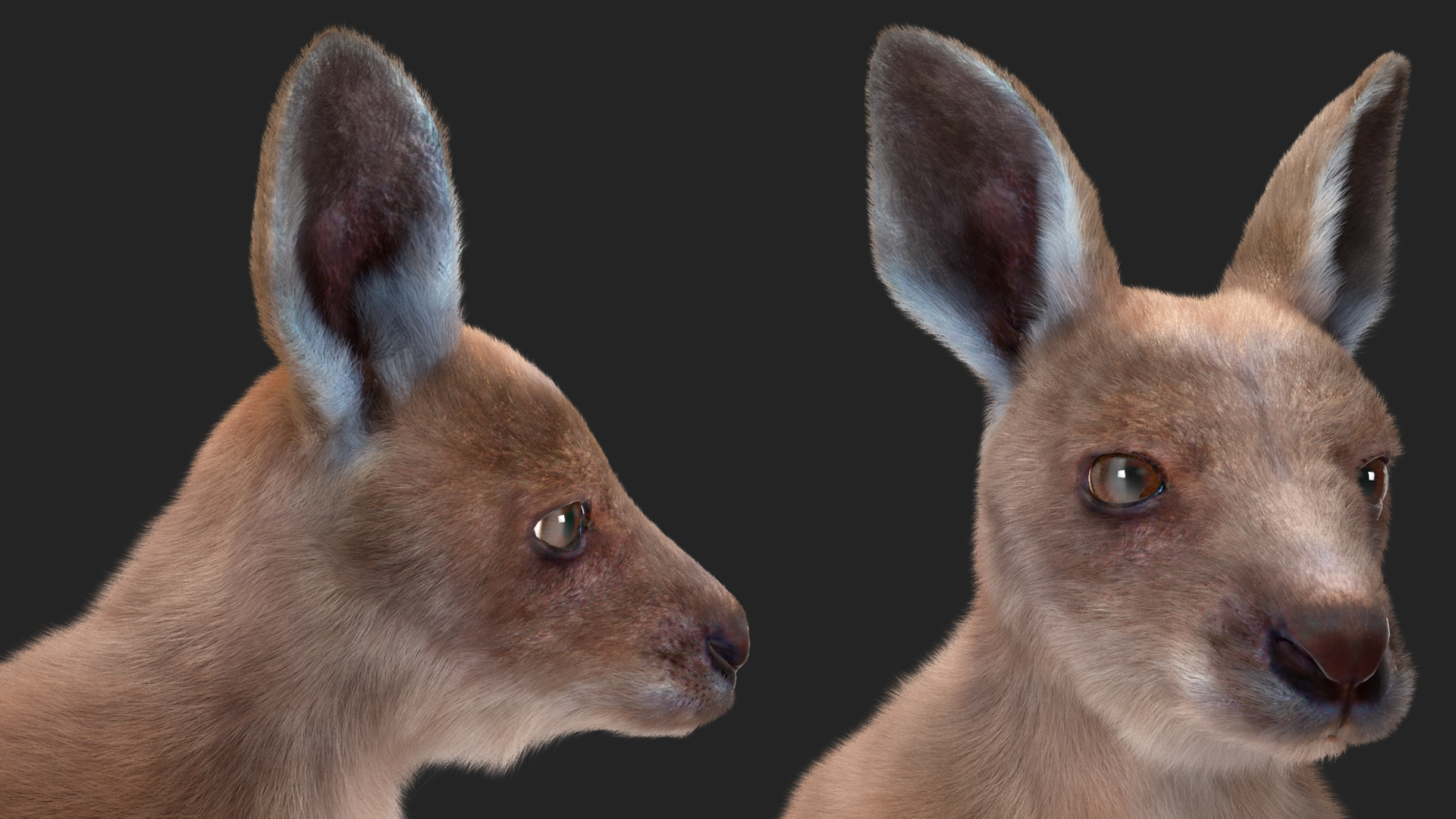 Baby Kangaroo Fur Rigged 3D model