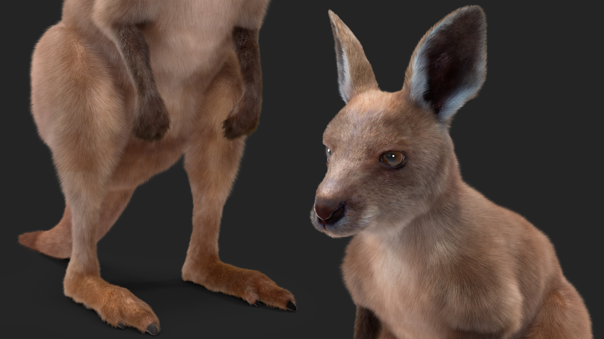 Baby Kangaroo Fur Rigged 3D model