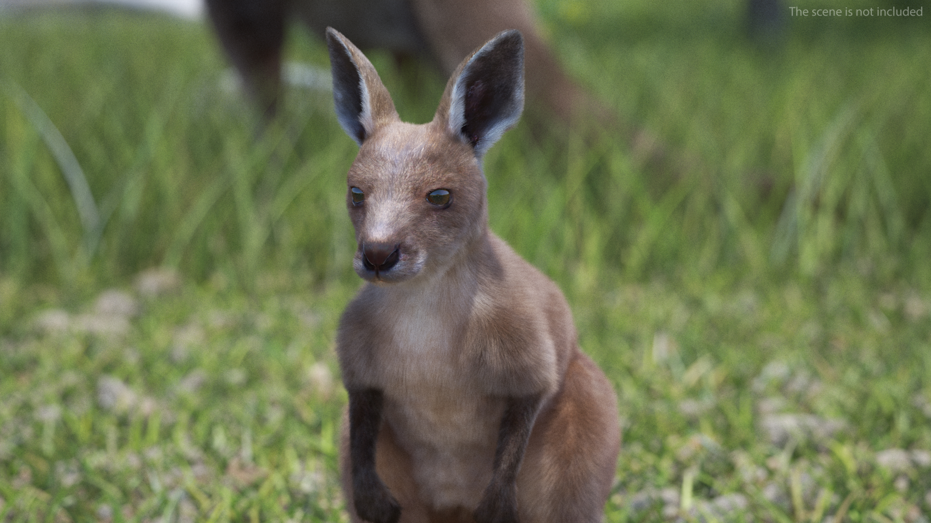 Baby Kangaroo Fur Rigged 3D model